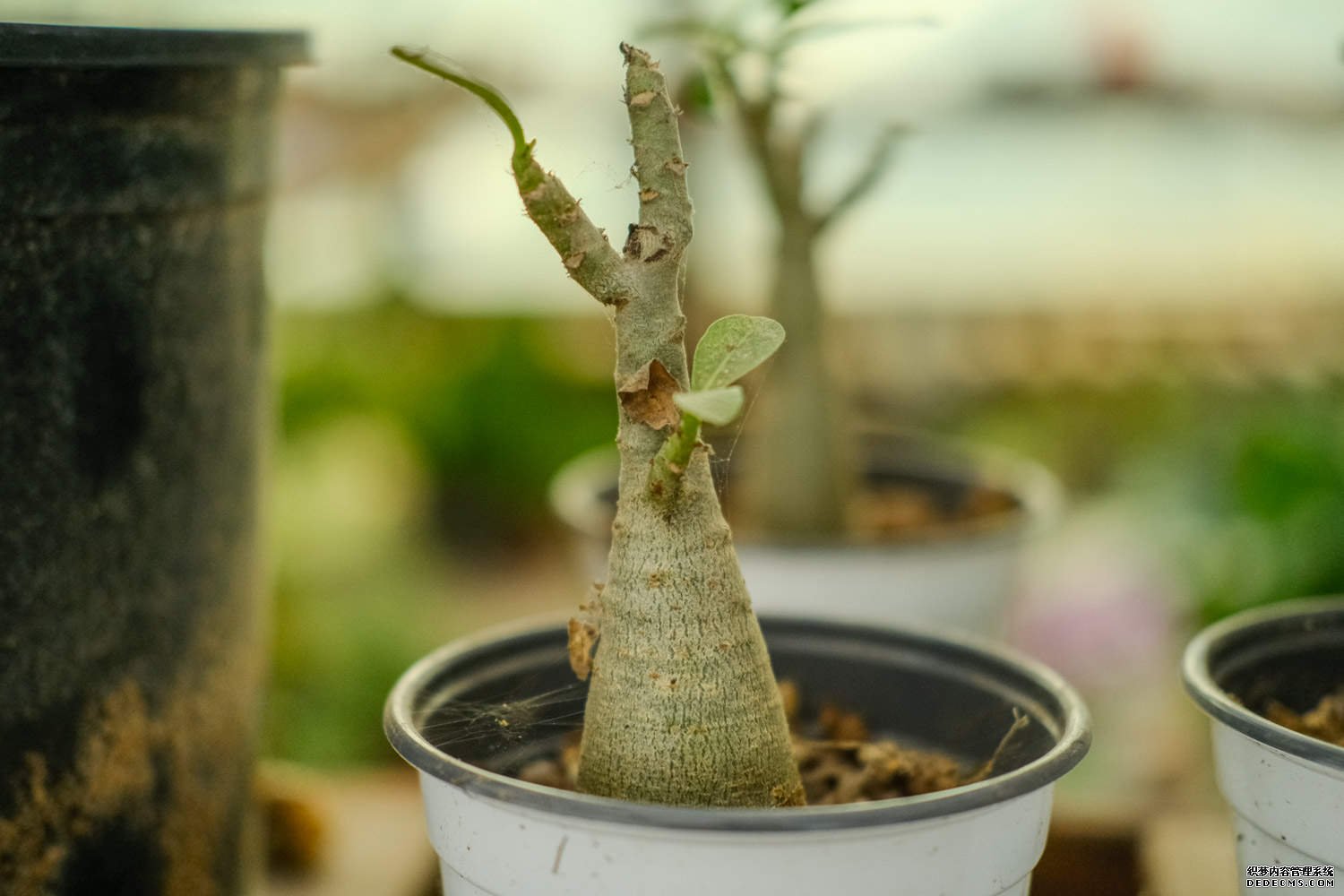 沙漠玫瑰精美图片