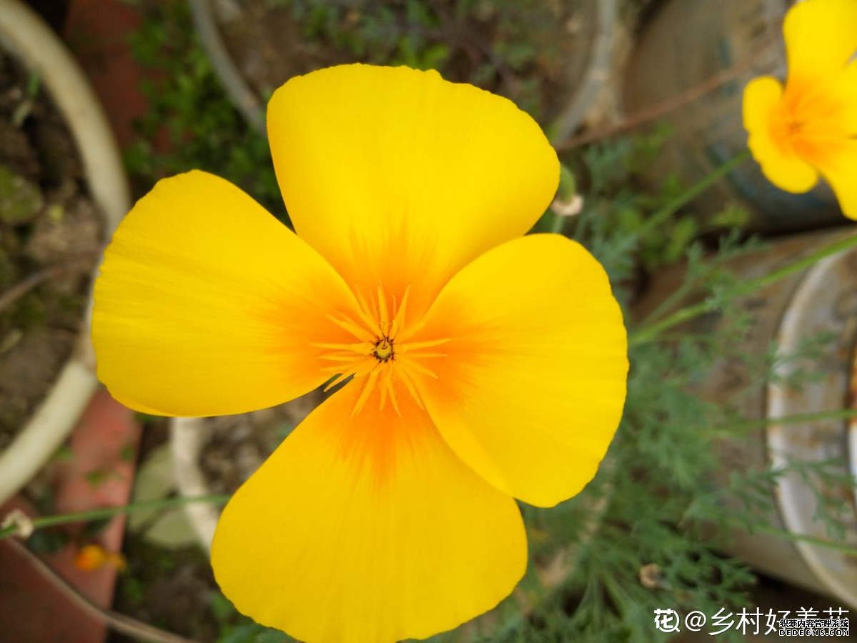 花菱草图片欣赏
