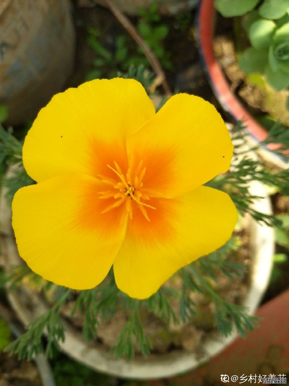 花菱草