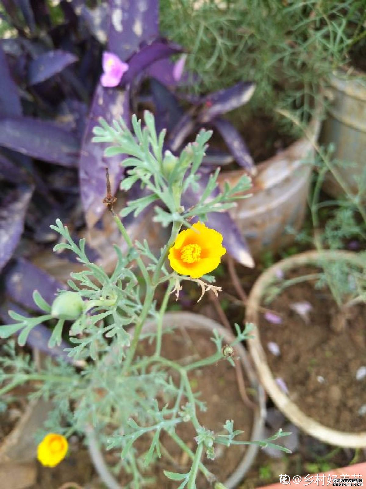 花菱草美图