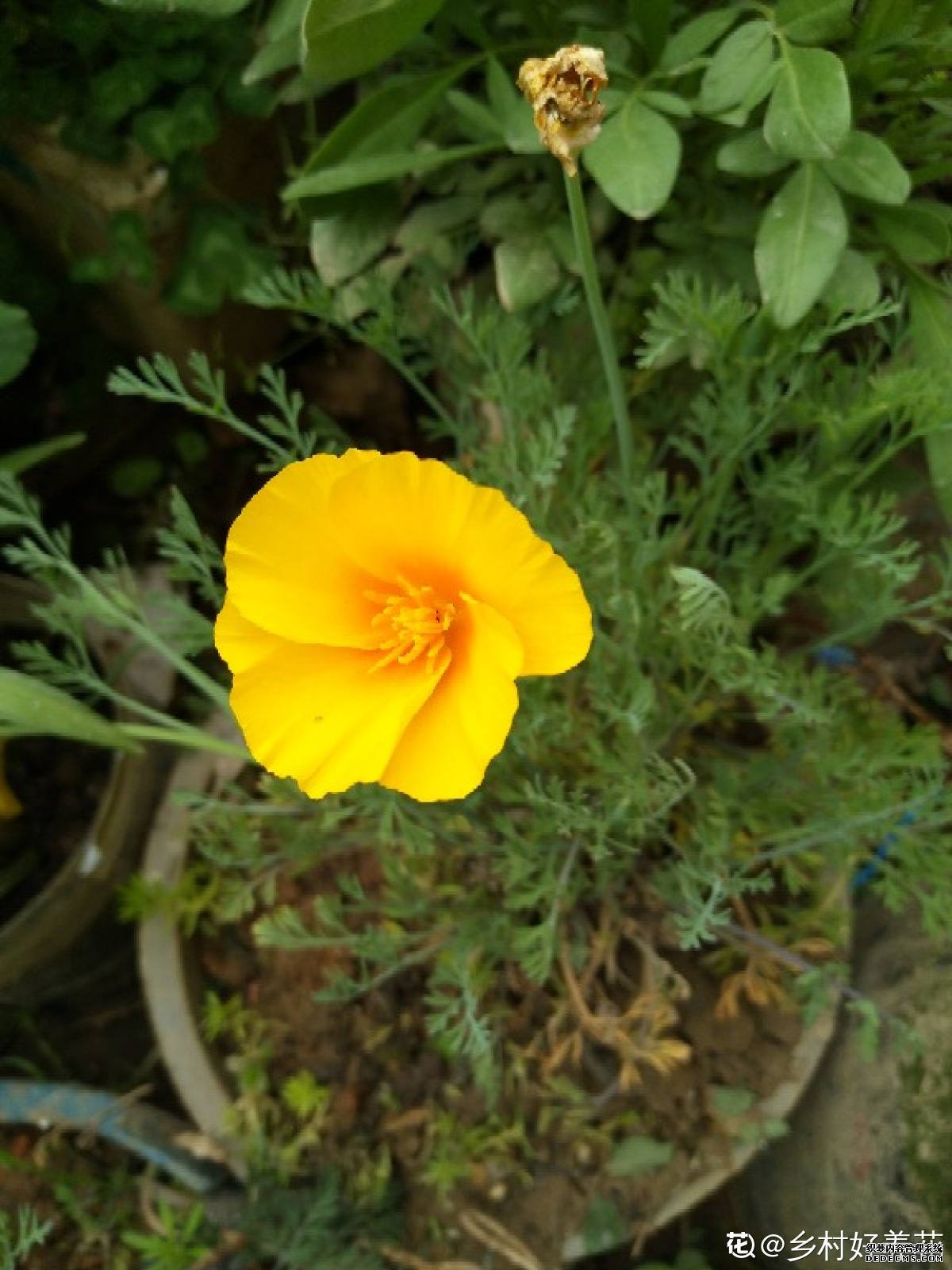 花菱草开花