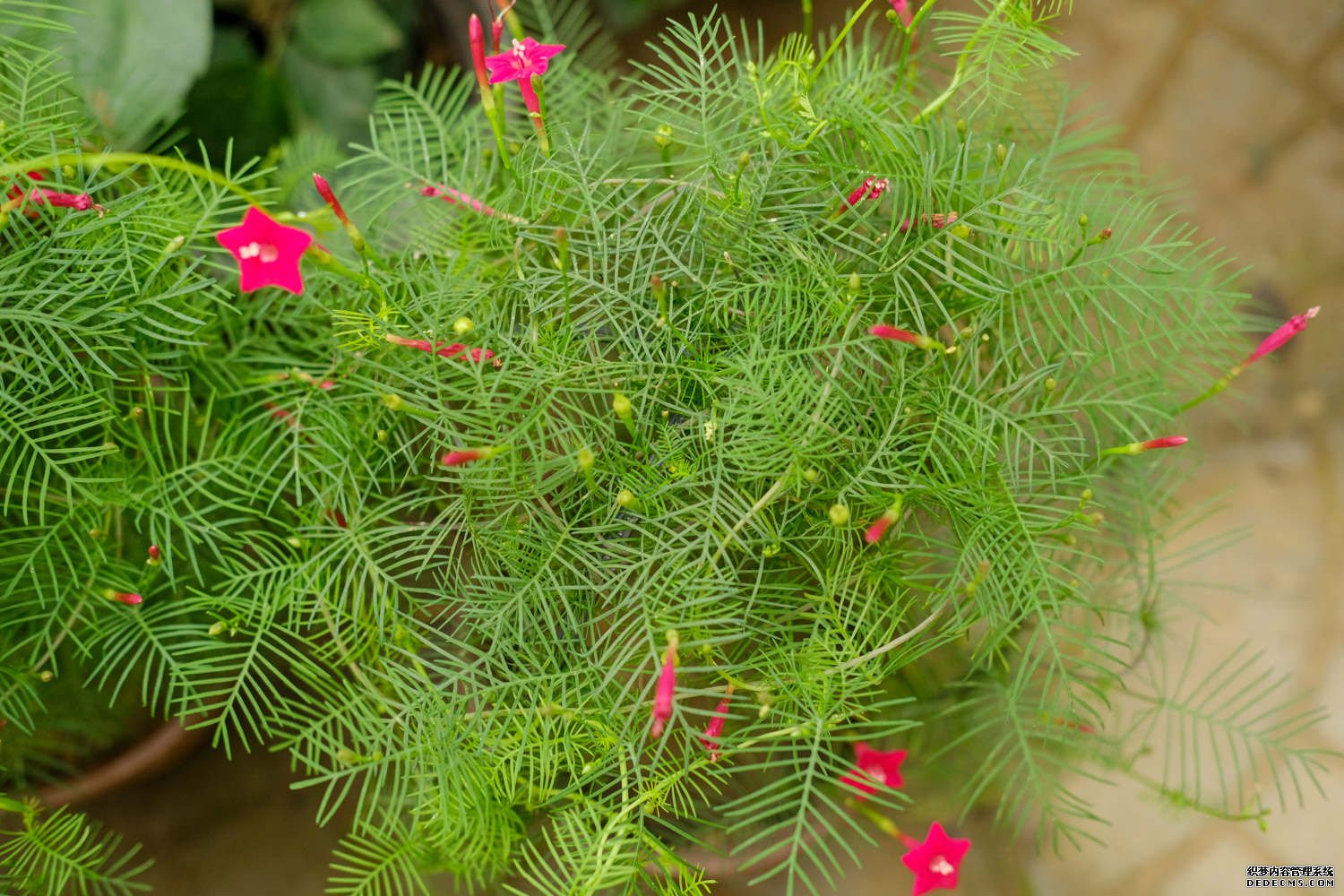 纤纤茑萝，点点花星