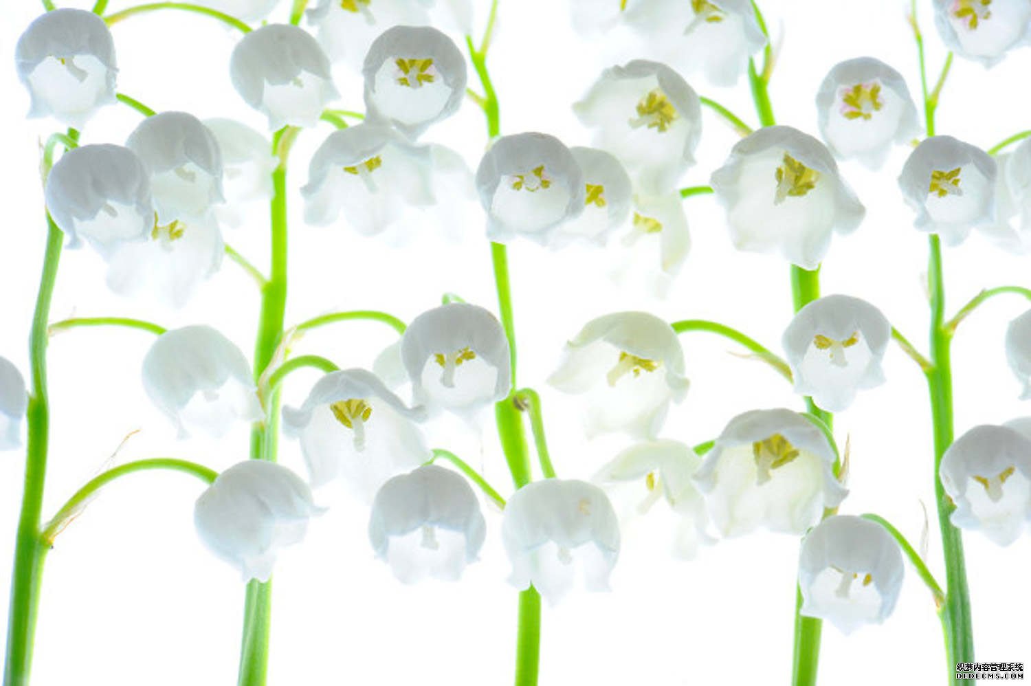 铃兰花落