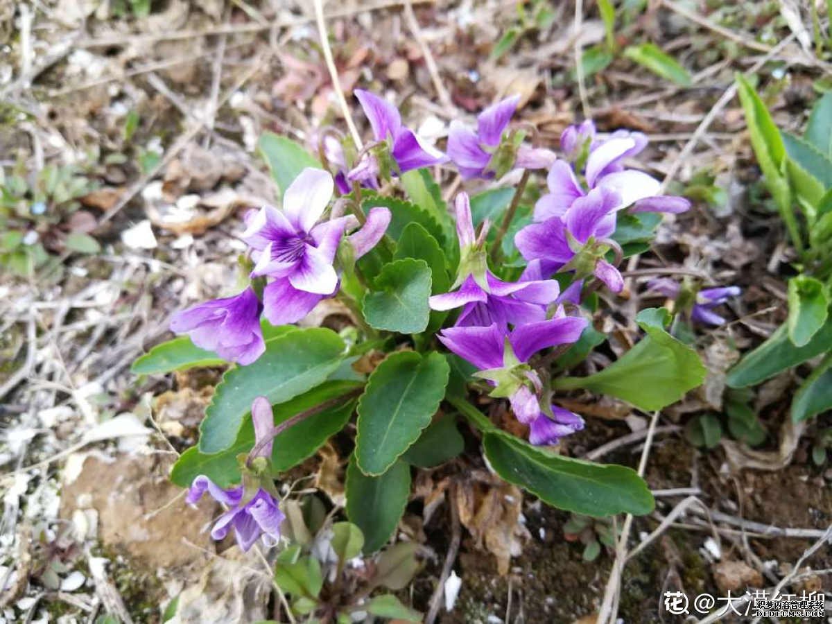 紫花地丁图片