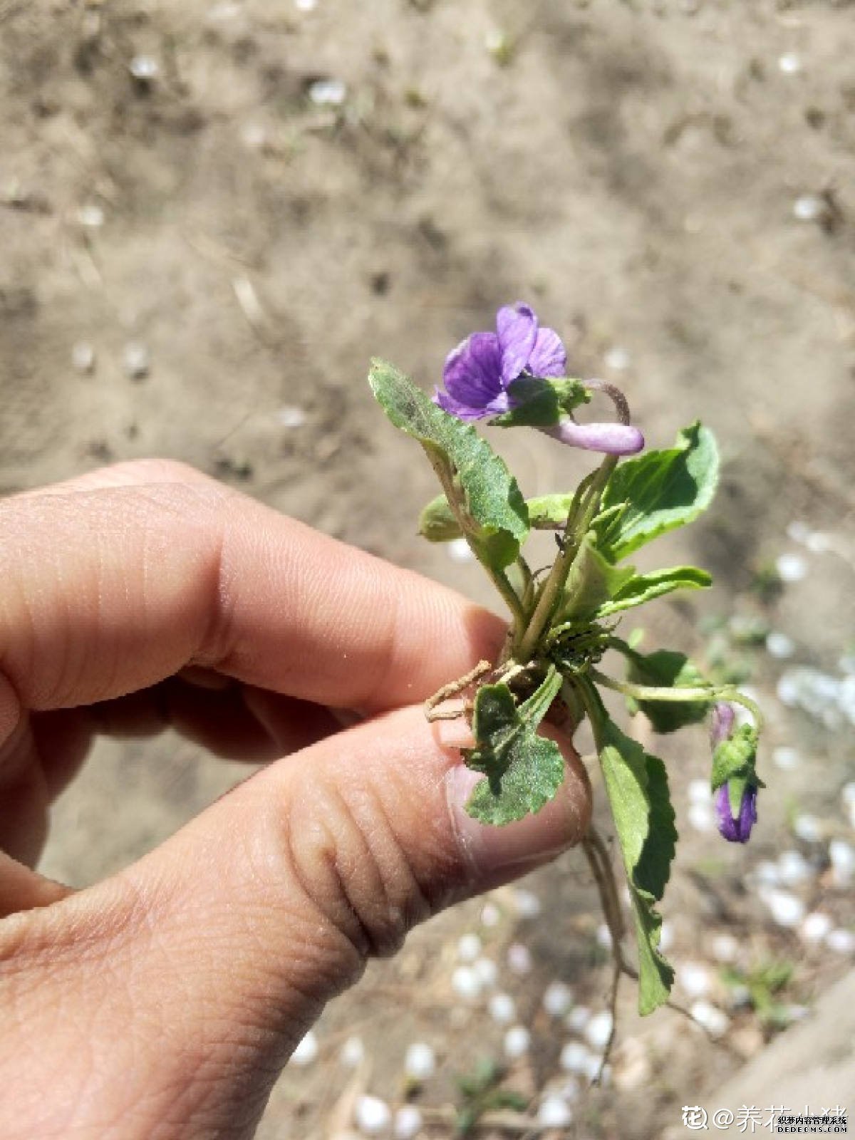 美丽的紫花地丁