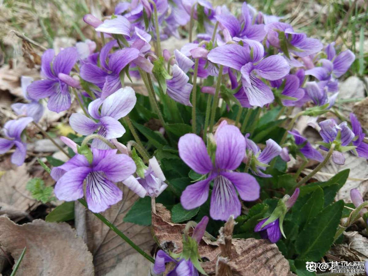 紫花地丁