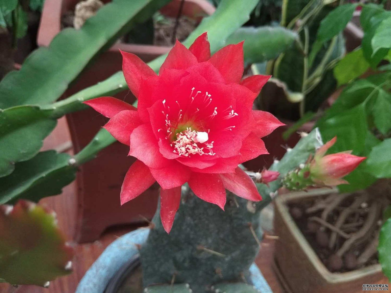 令箭荷花美图