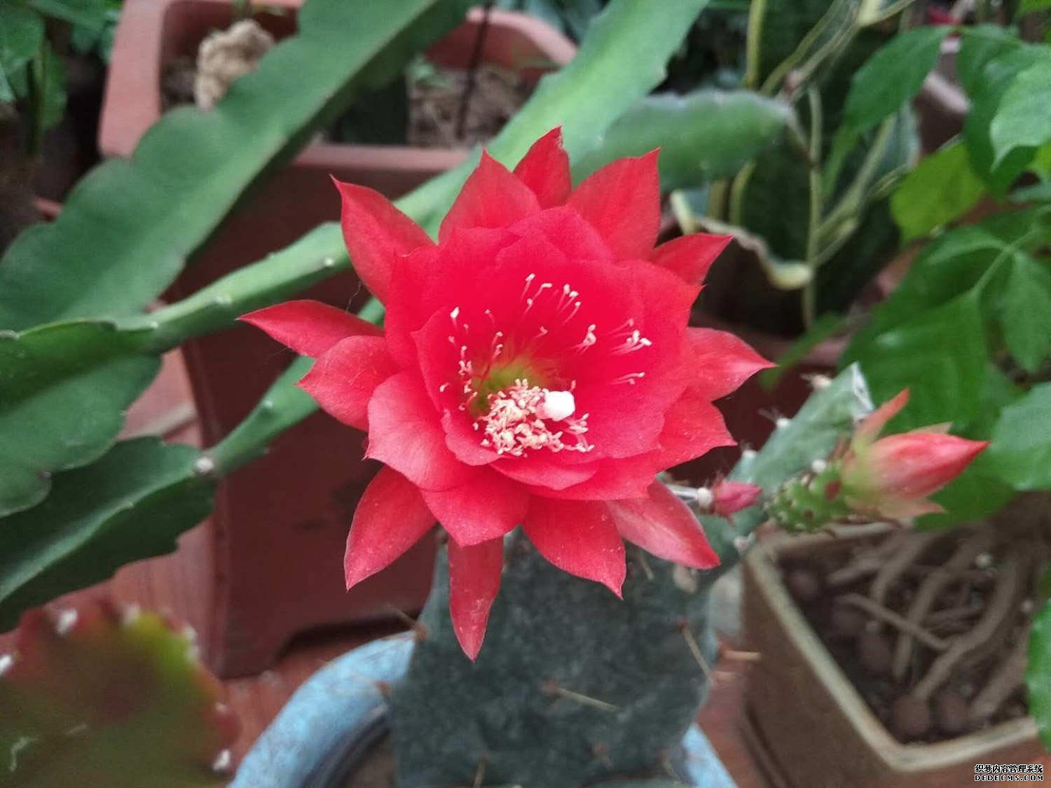 令箭荷花图片