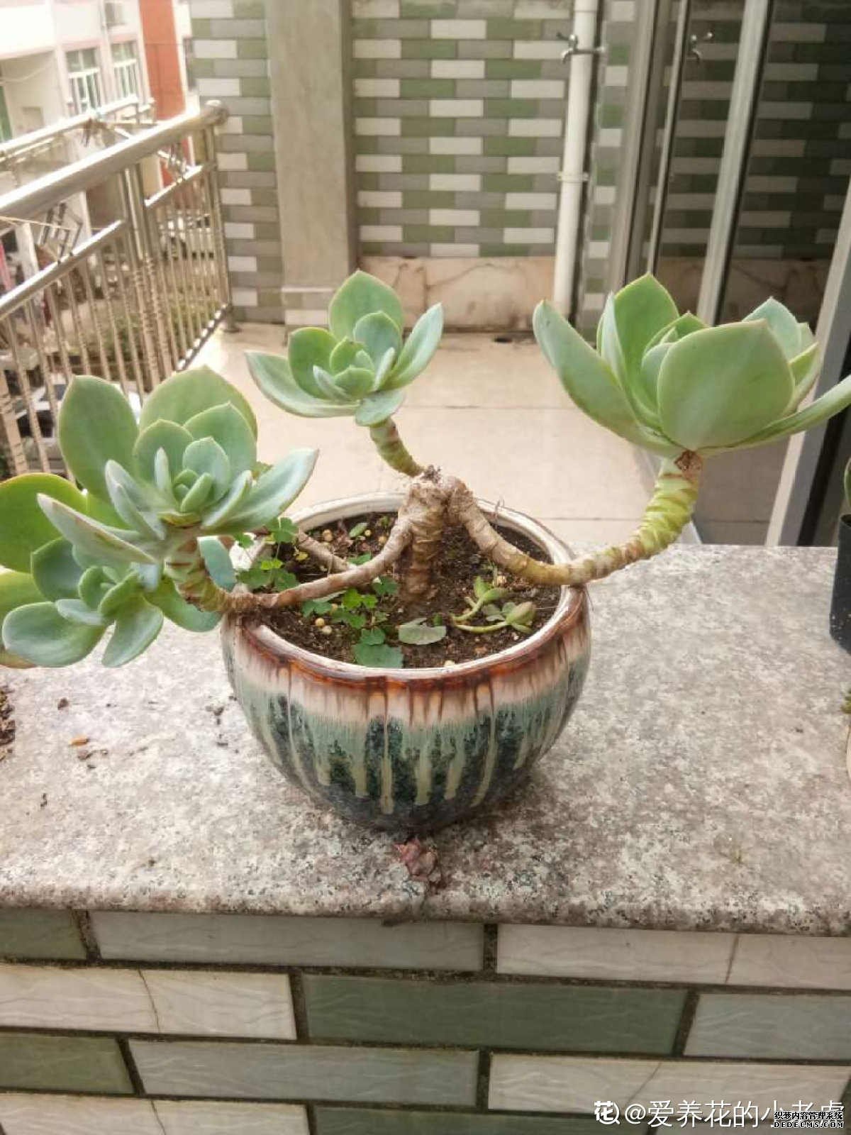 亮眼的白凤