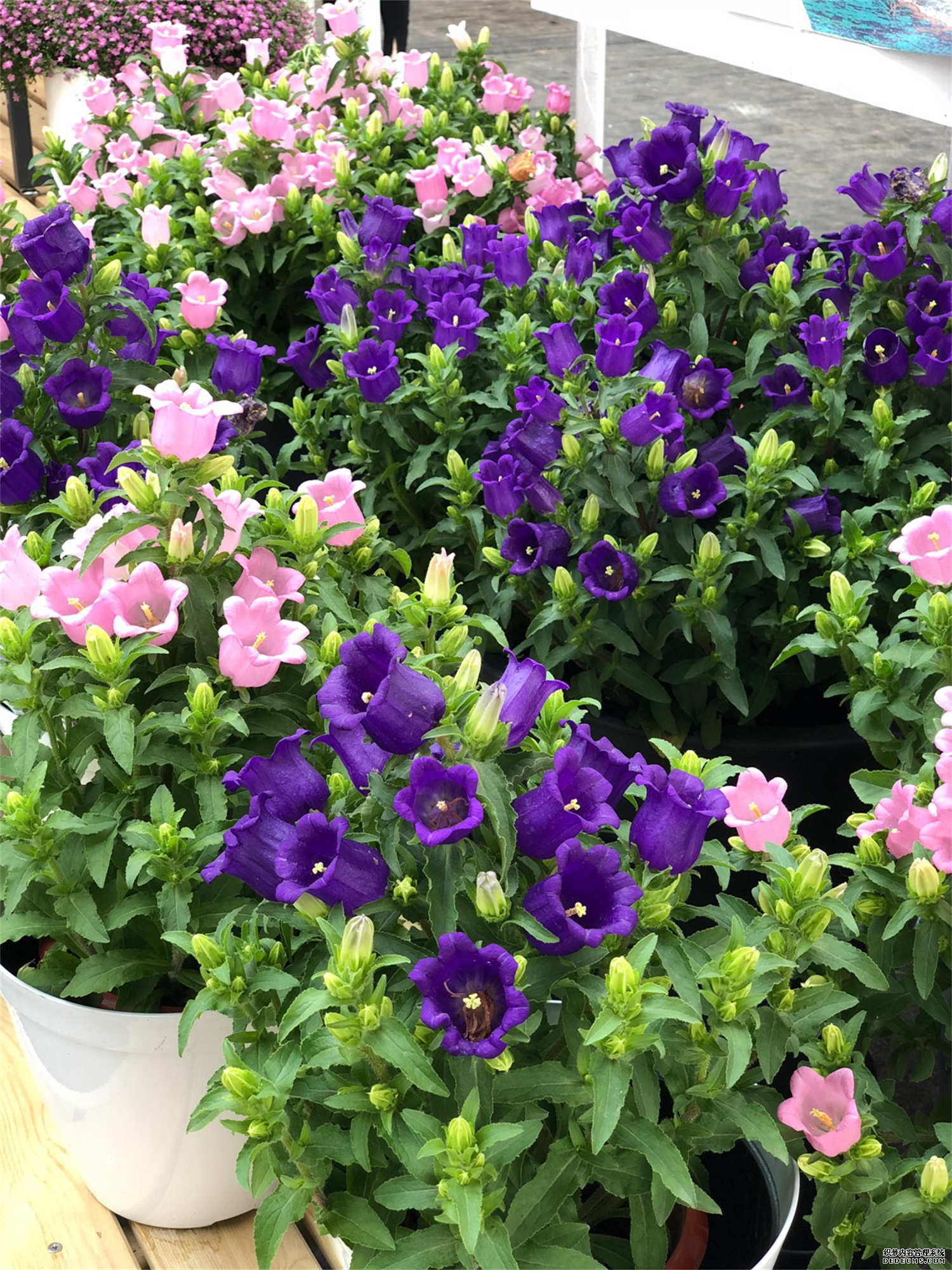 风铃草图片