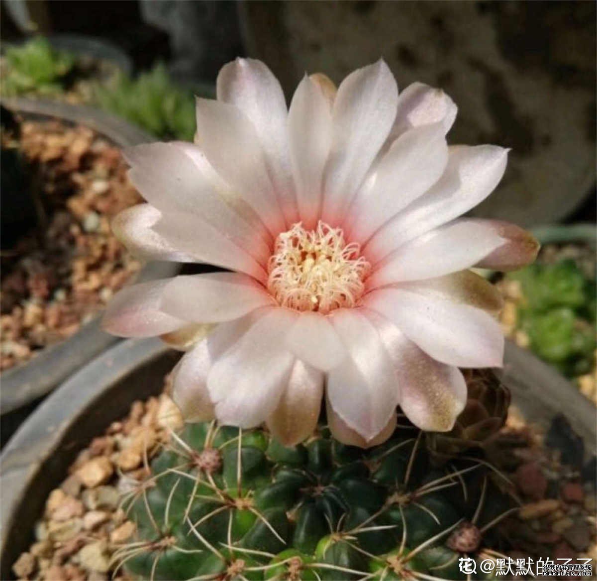 不是牡丹，胜似牡丹的绯牡丹