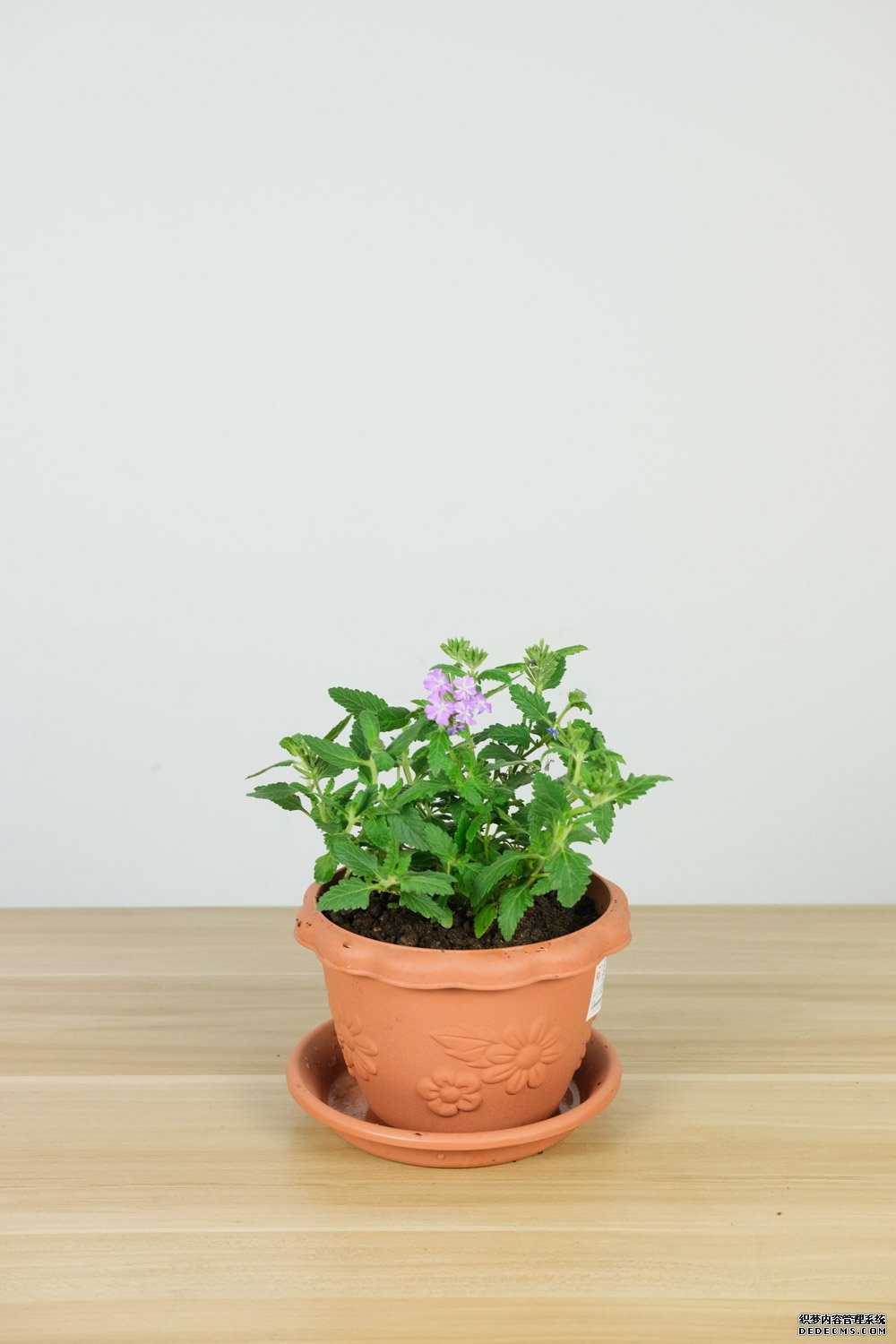 美女樱花开