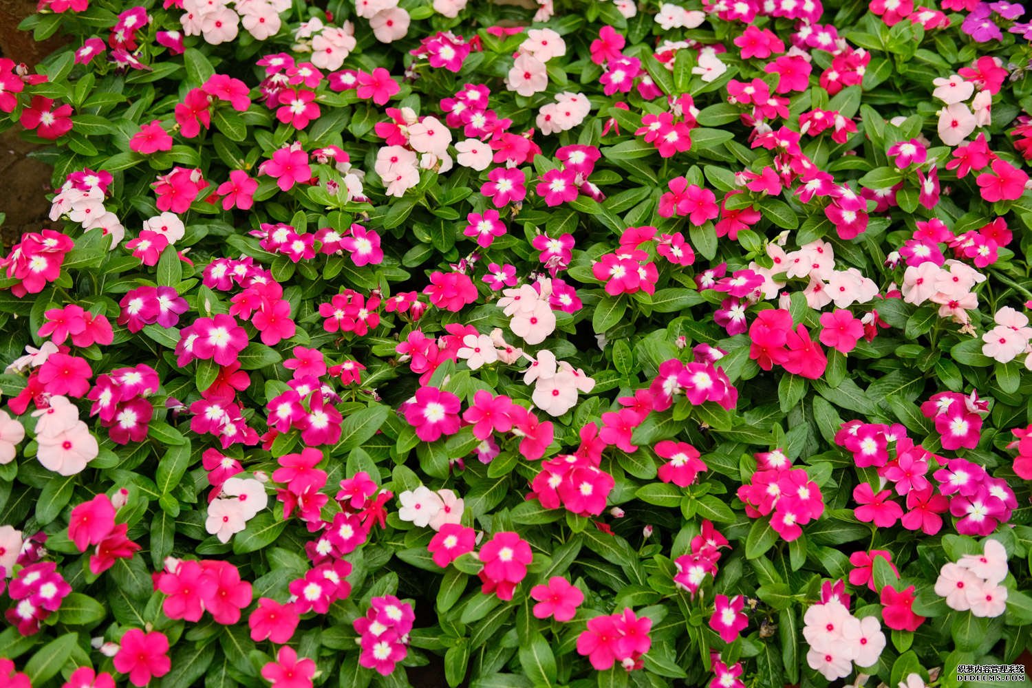 长春花花苞