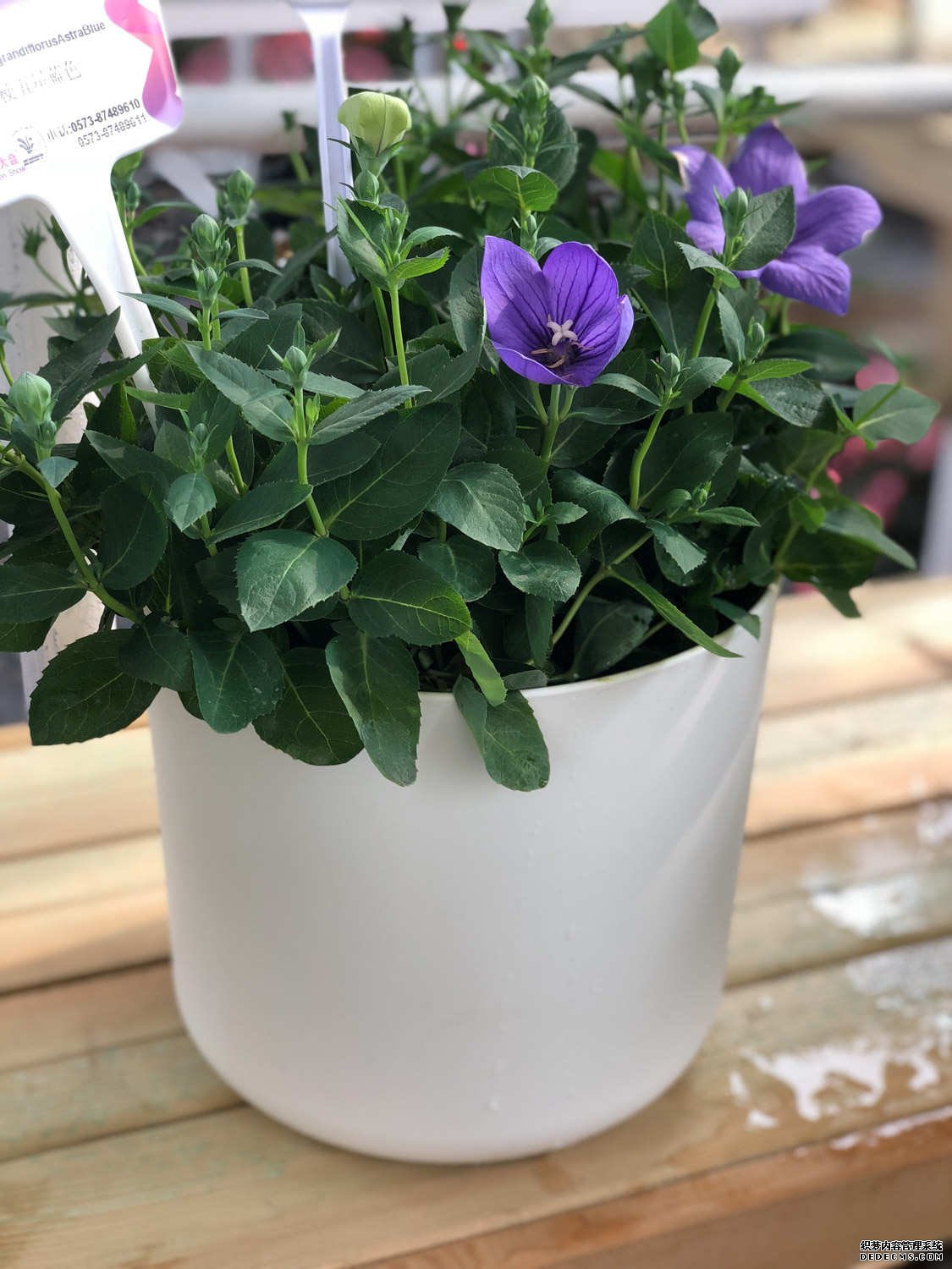 一朵桔梗花