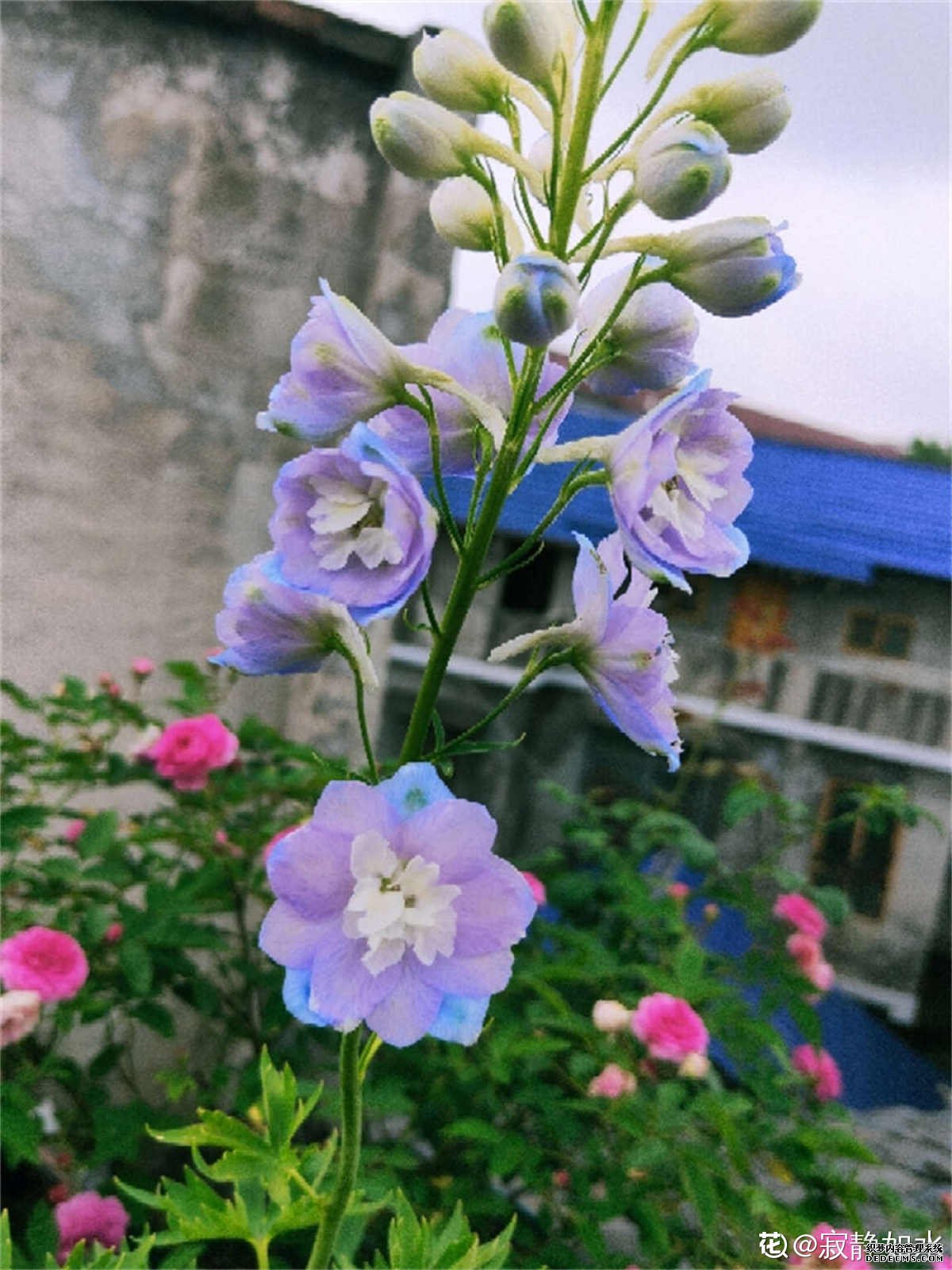 粉色飞燕草