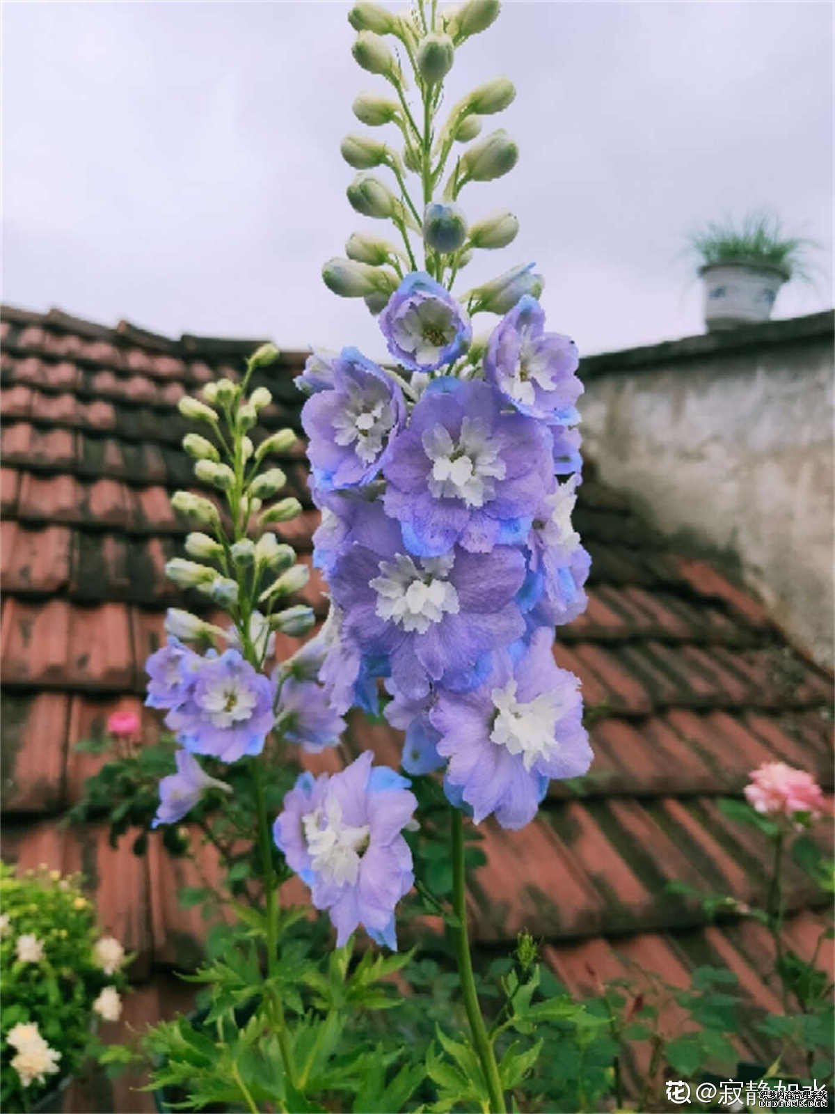 花丛里的飞燕草