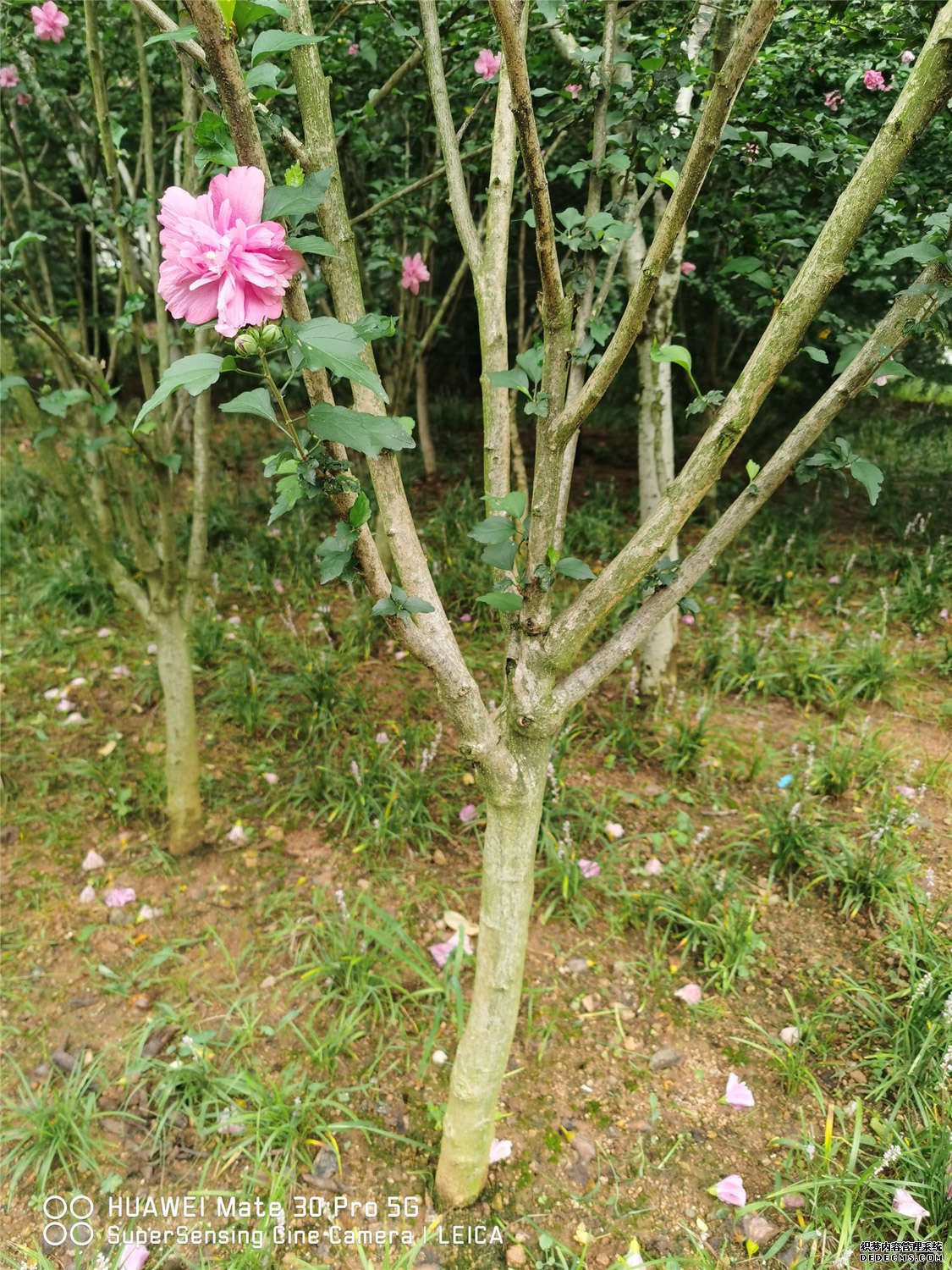 一株木槿
