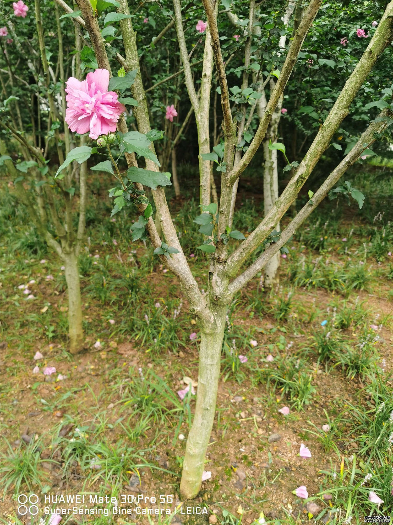 木槿开花的季节