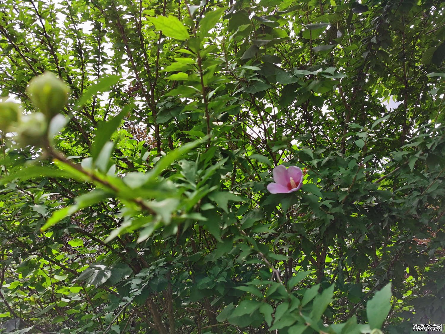 平庸的木槿