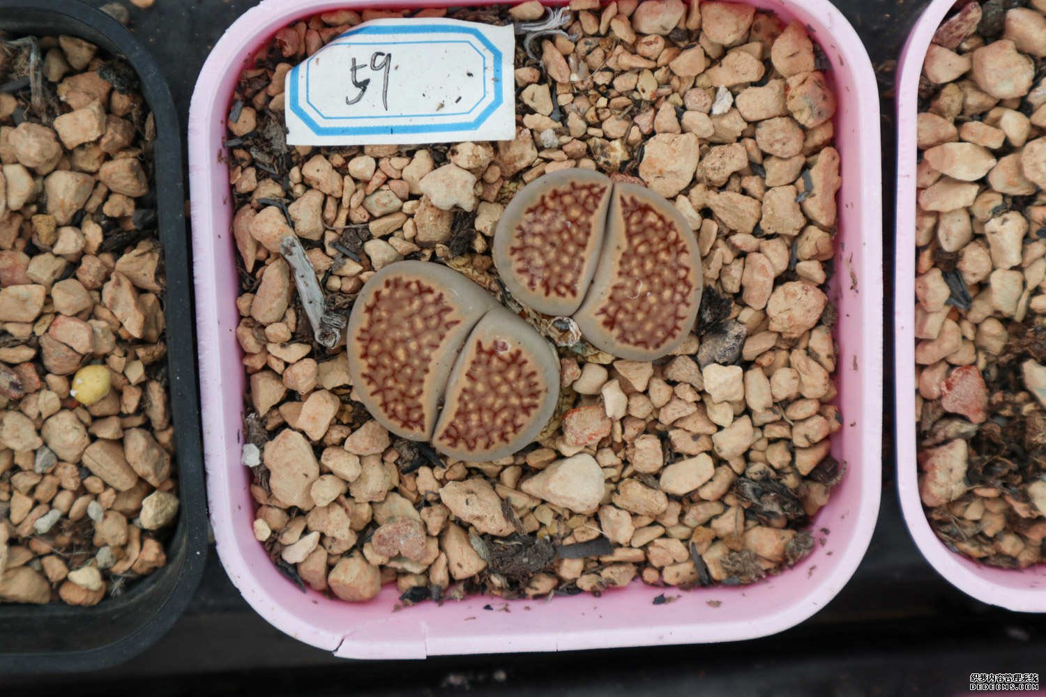 生石花美图