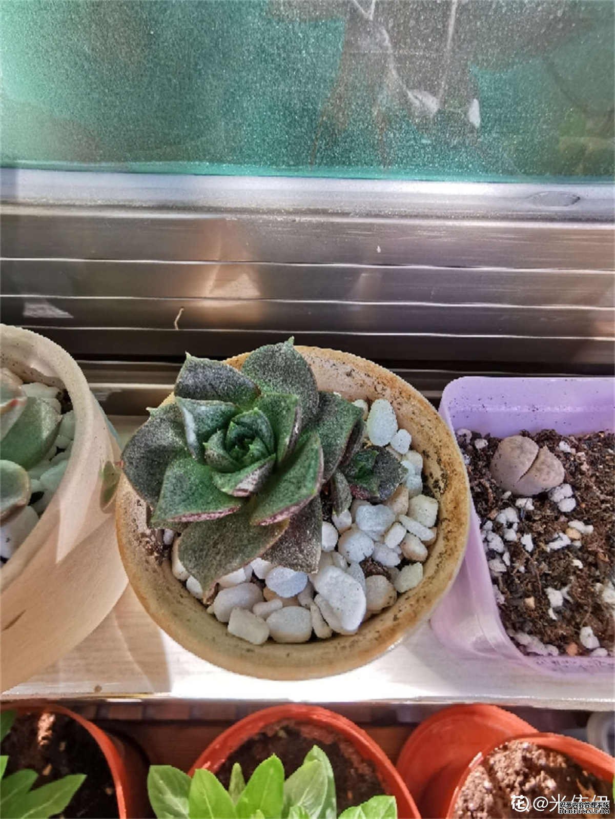 红色的大和锦