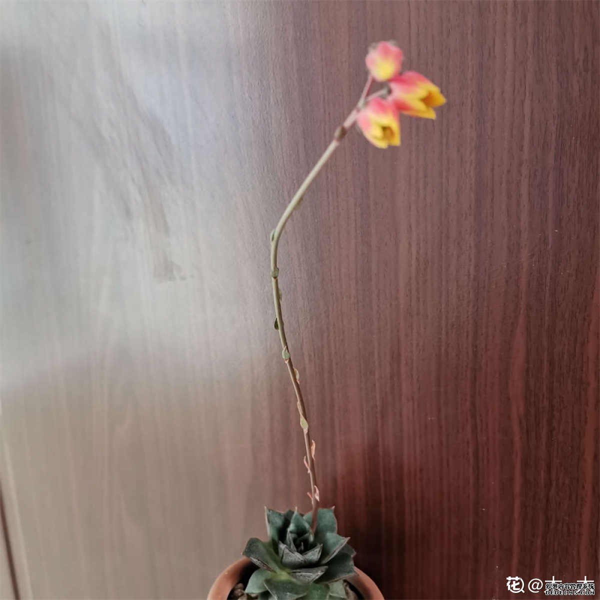 青春靓丽的大和锦