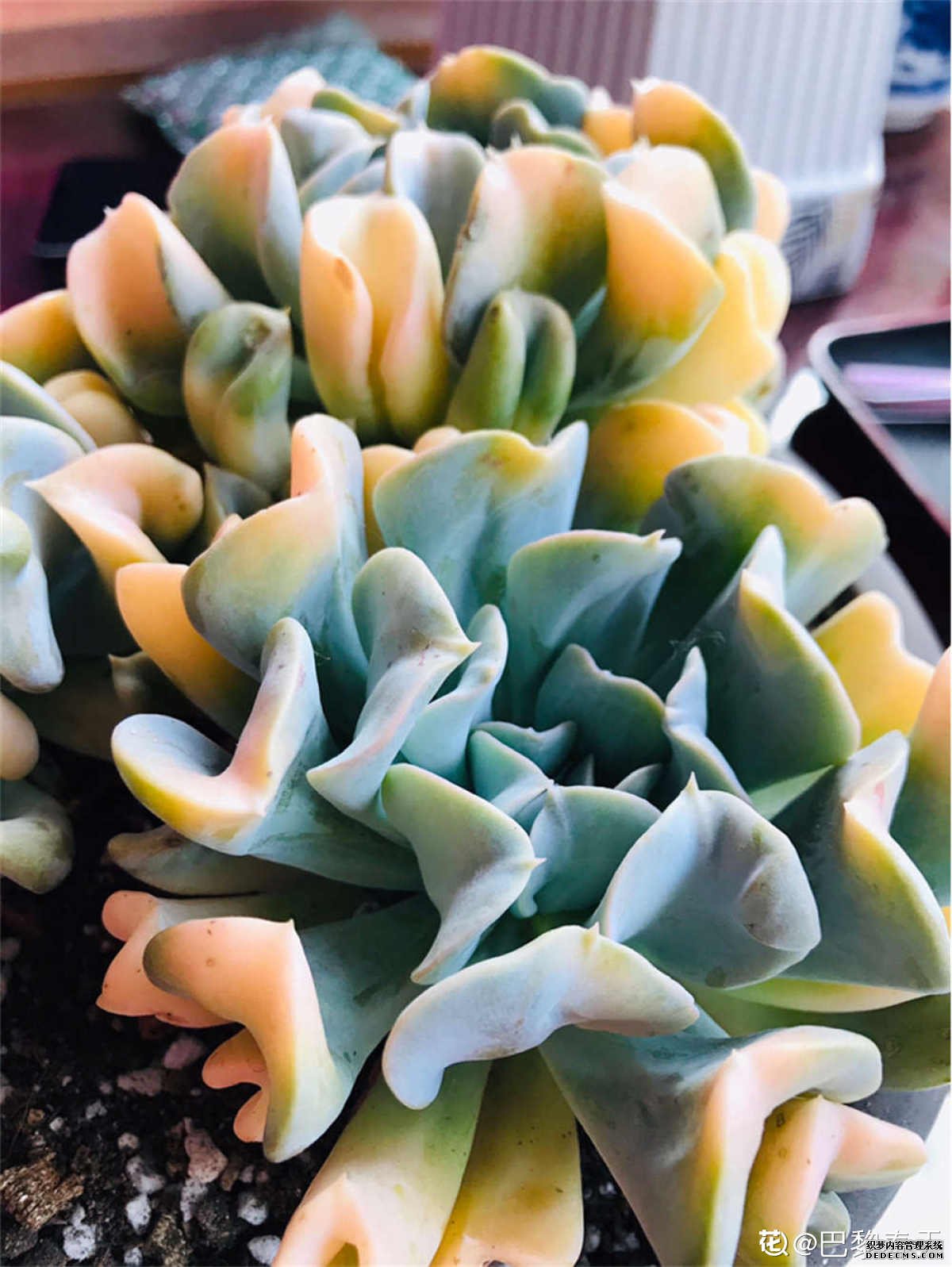 特玉莲背后的光斑