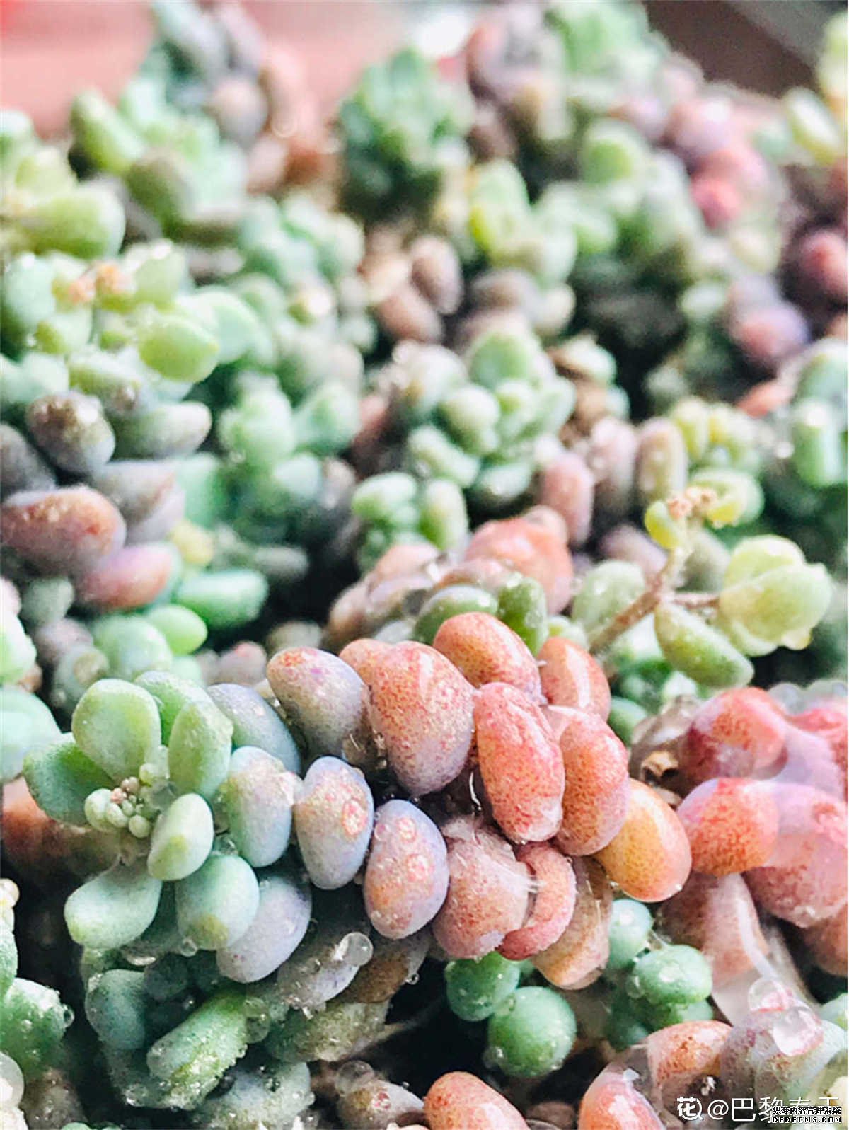 阳台一隅的星美人