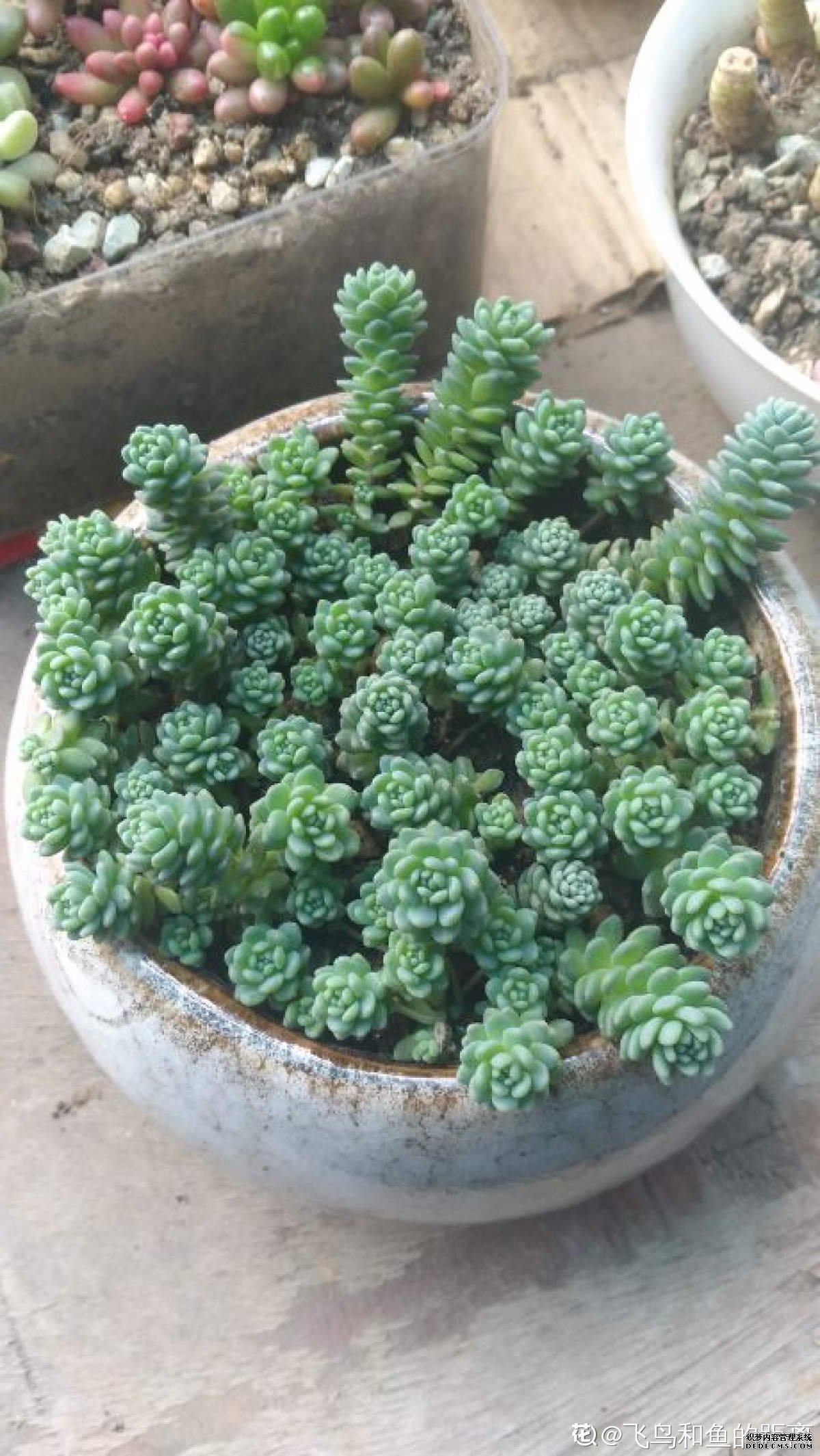 肥肥的星美人