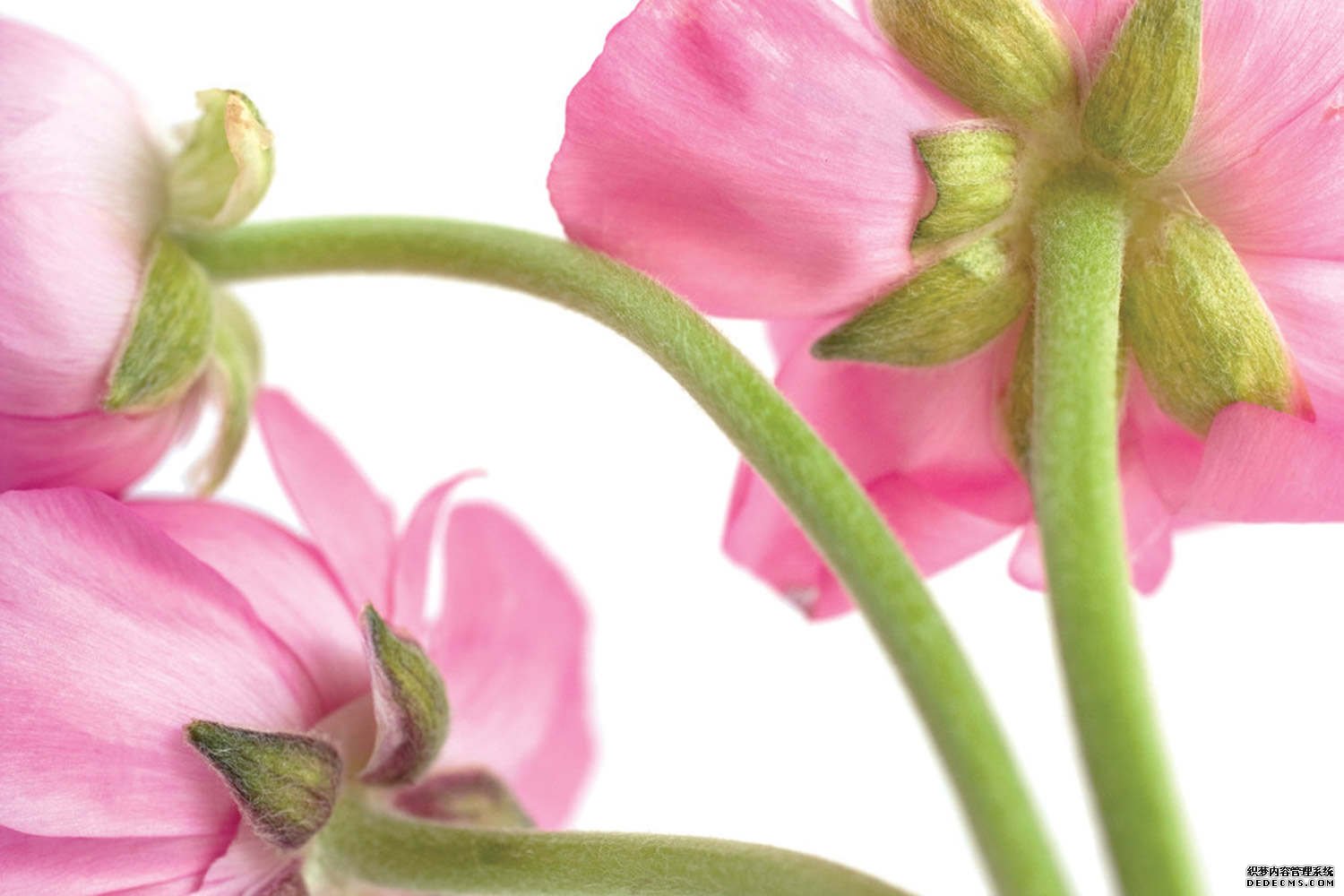 花毛茛是个啥