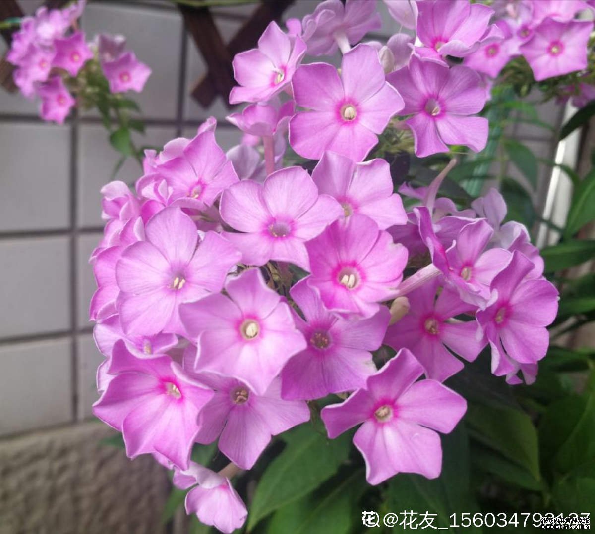 紫色福禄考