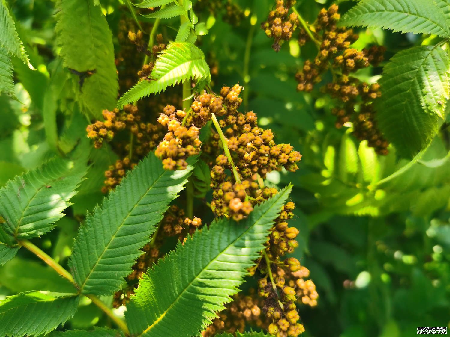 漂亮的珍珠梅
