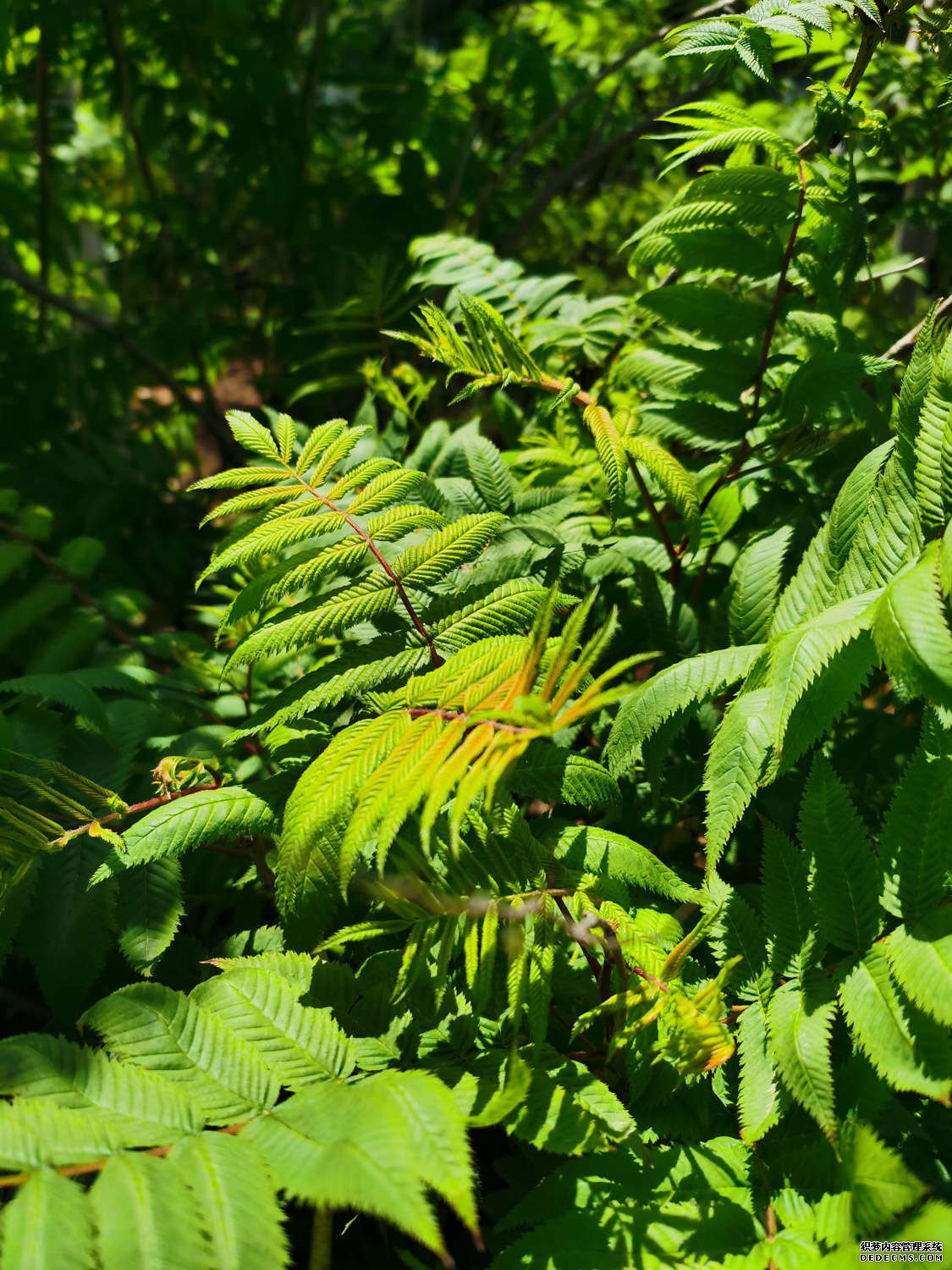 珍珠梅白色小花