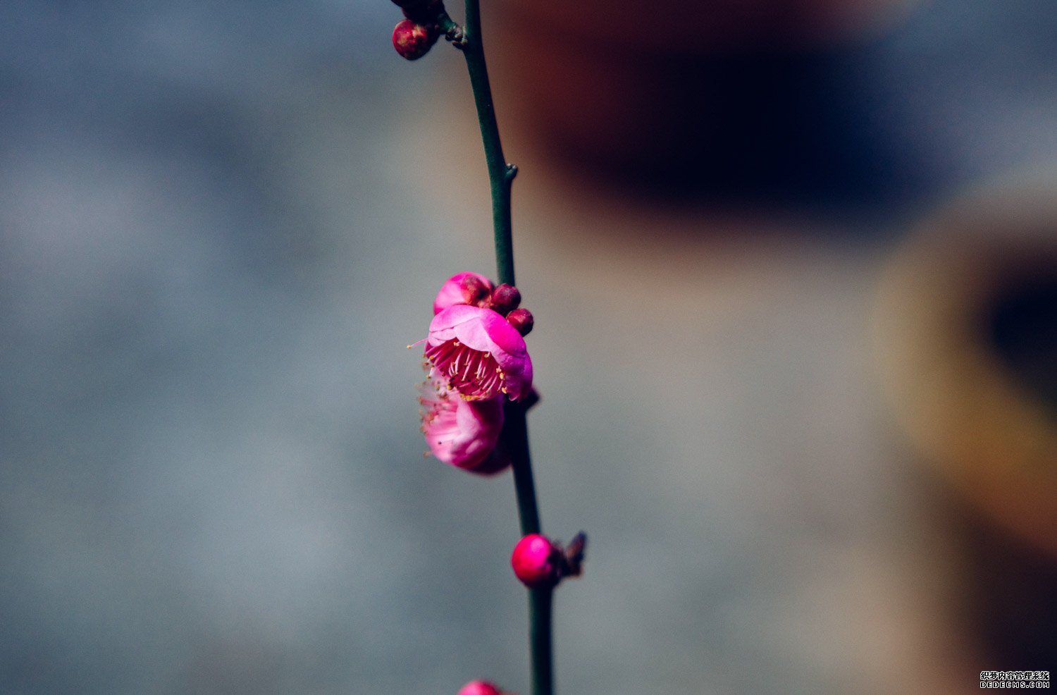 梅花图片
