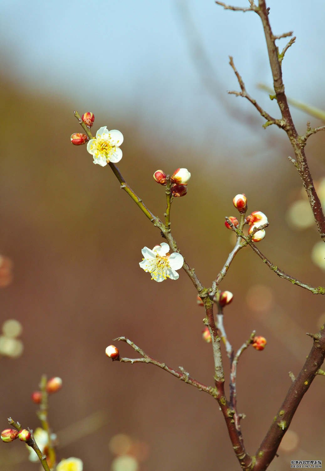 梅花花苞
