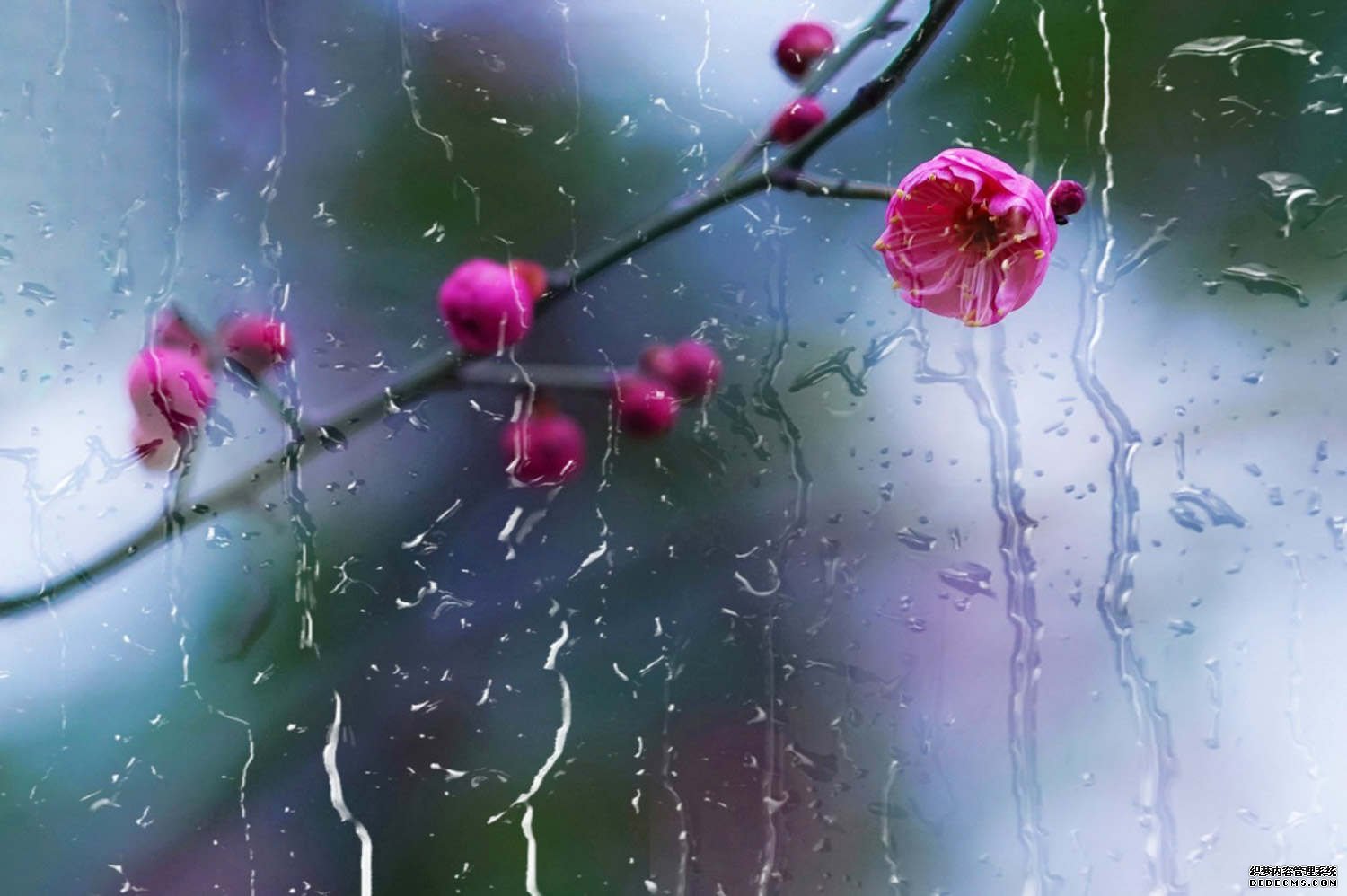 一枝梅花出墙来