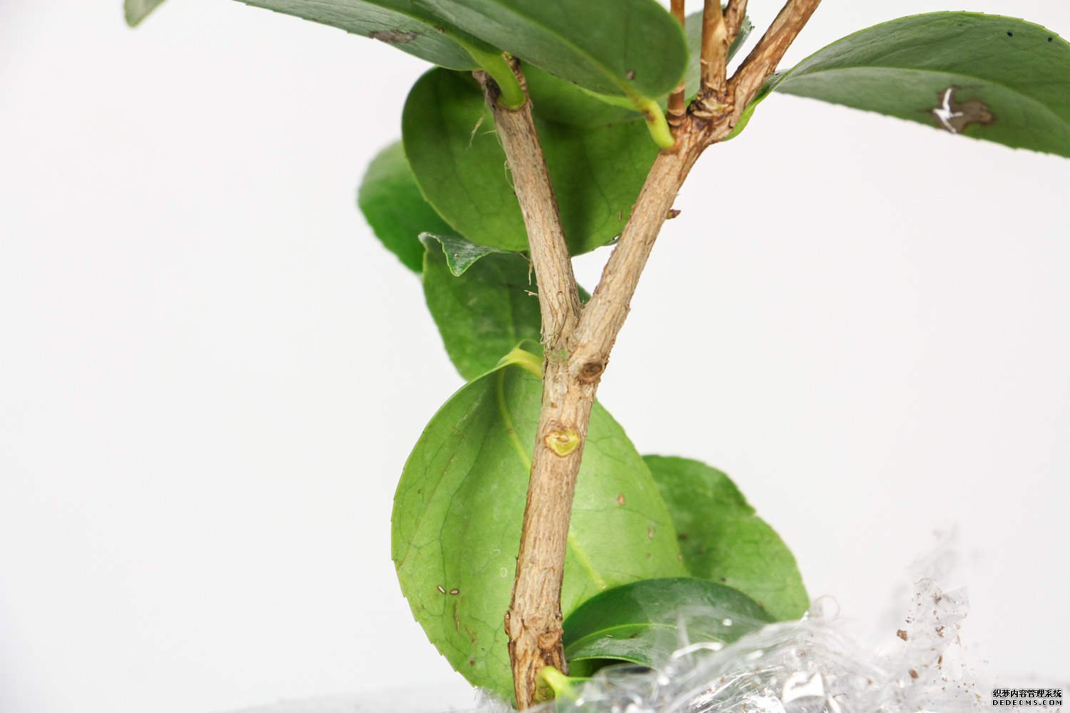 白色茶花