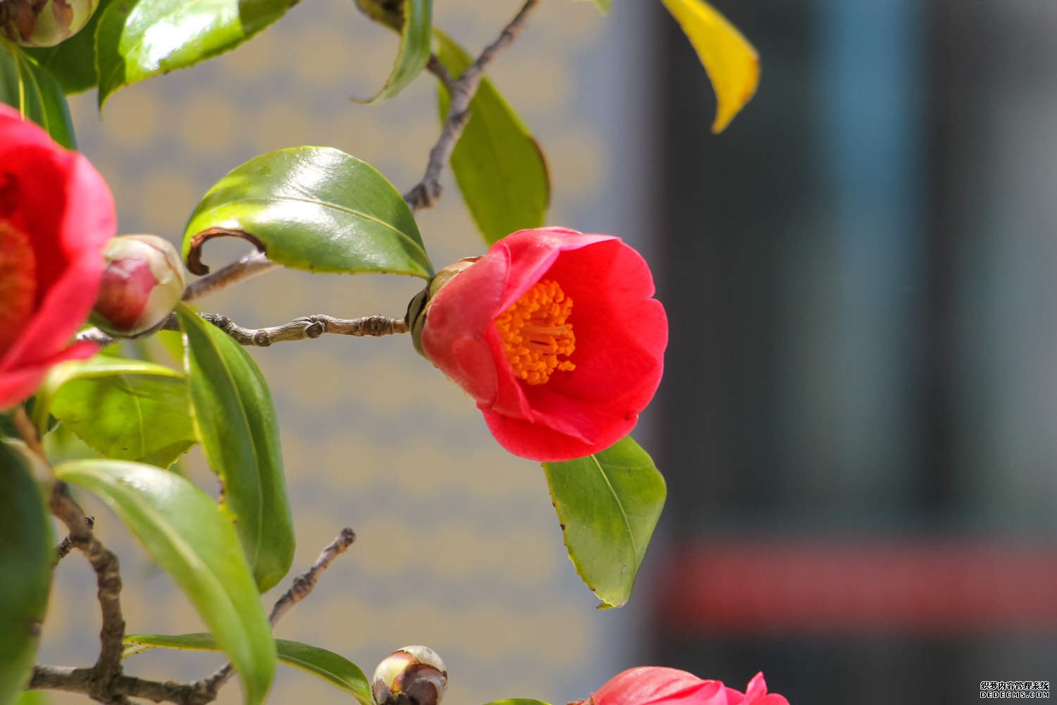 爱上茶花
