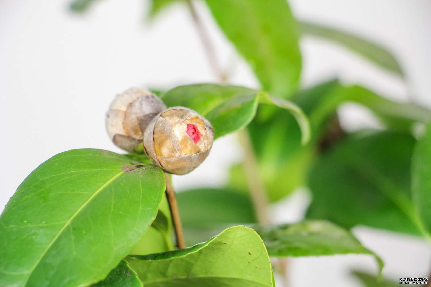 一朵娇艳的茶花