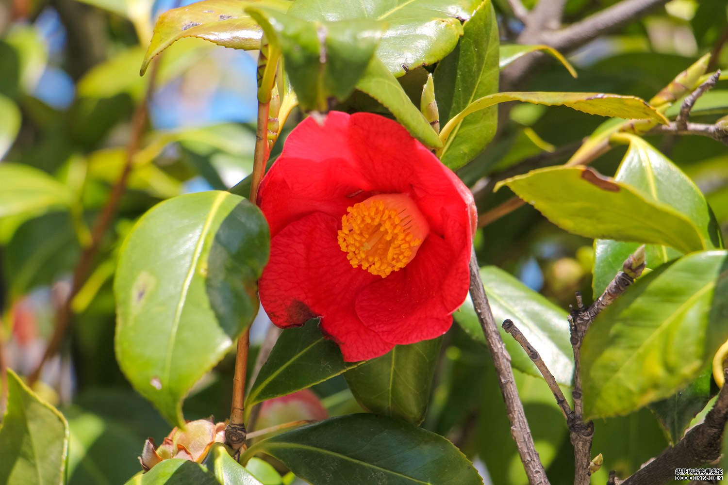 中国传统名花——茶花