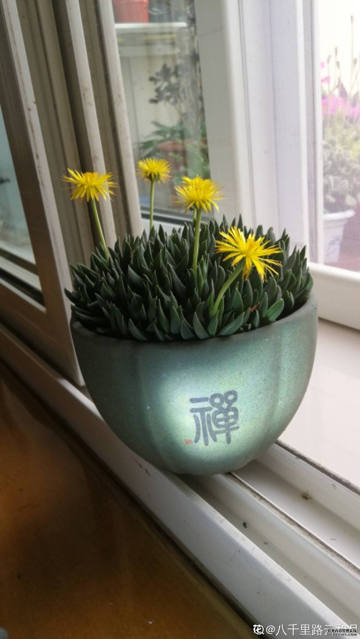 午后花开，清新照波