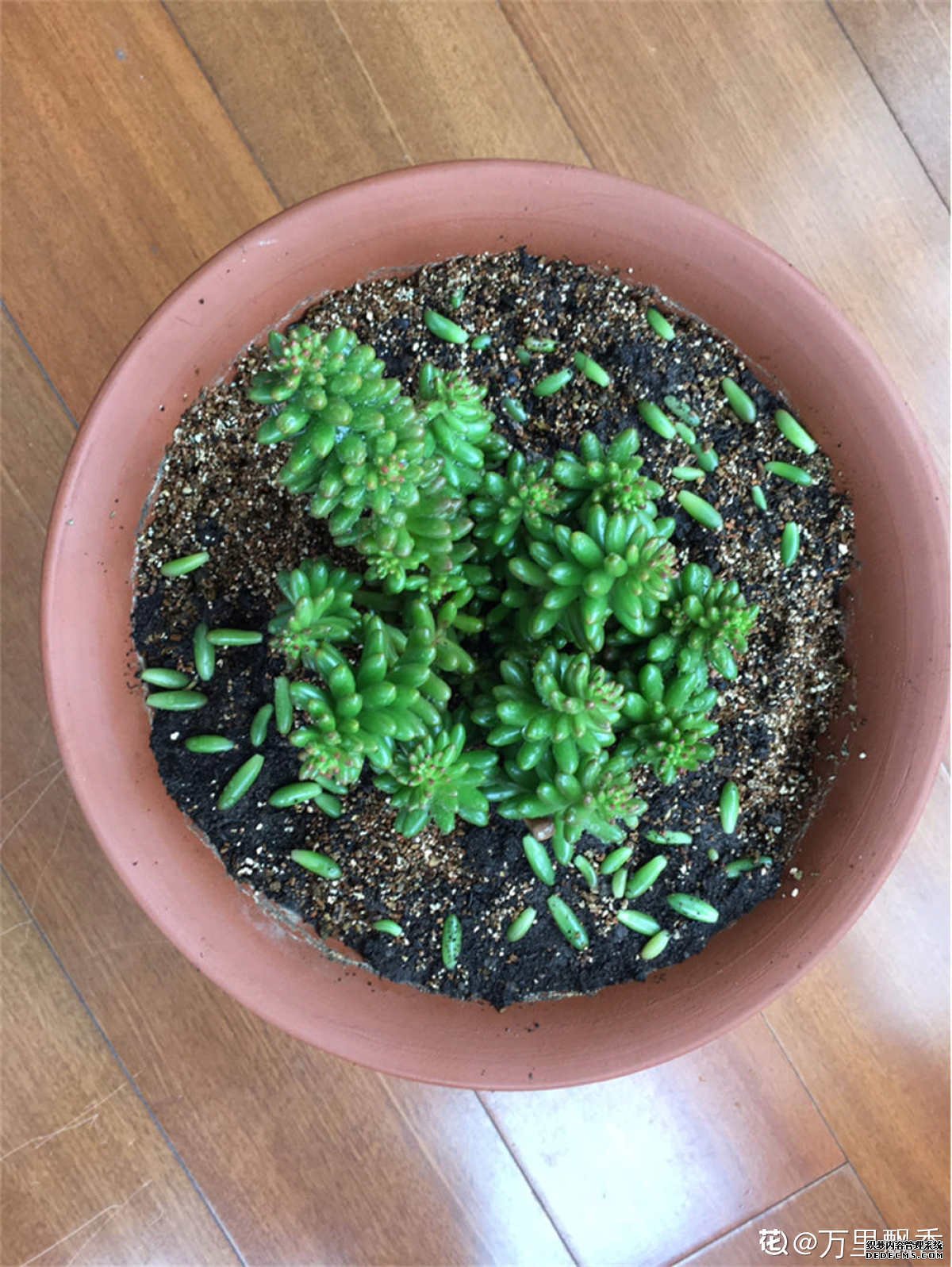 蓝盆的白花小松