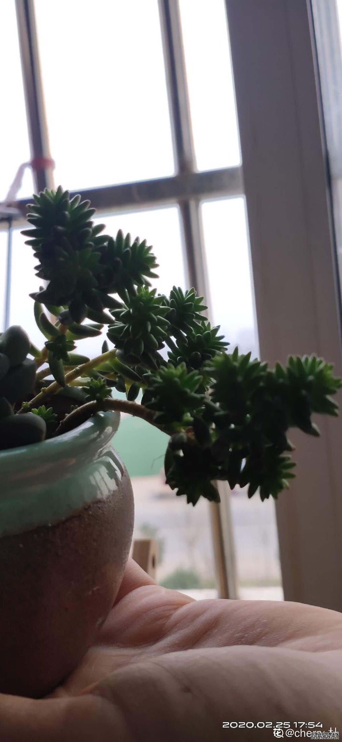 狭小花盆里的白花小松