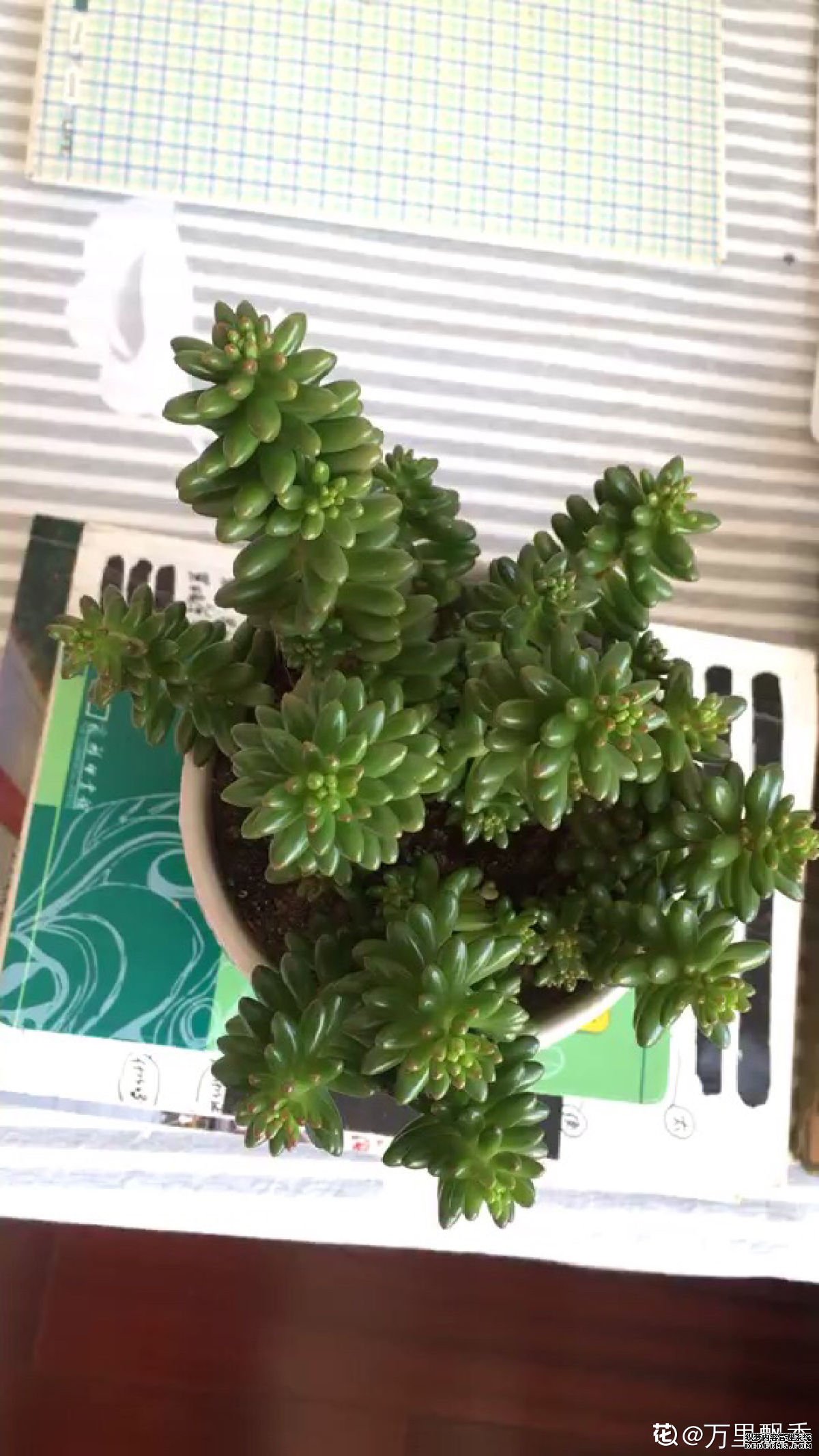 光影交错，白花小松