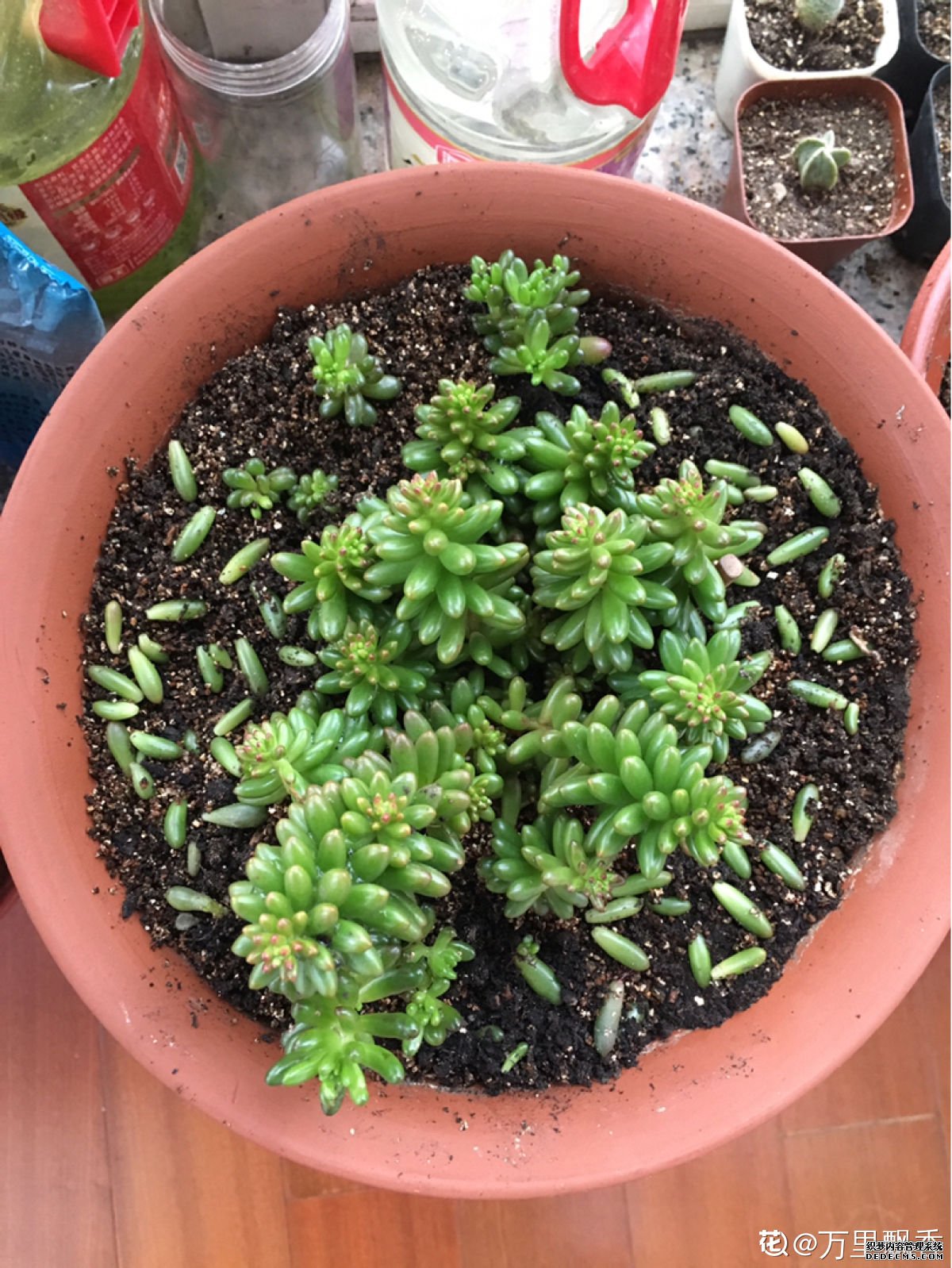 成精的白花小松
