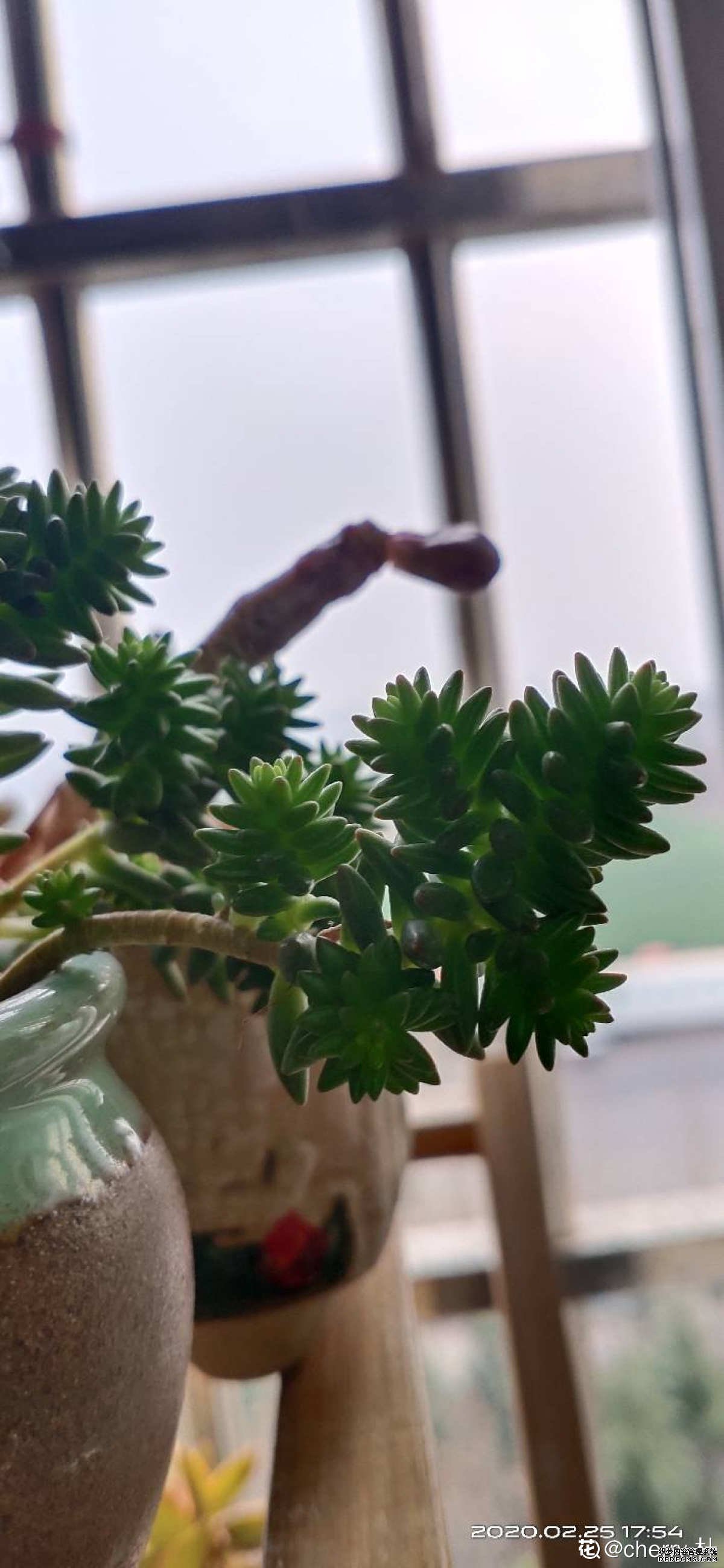 白花小松美图