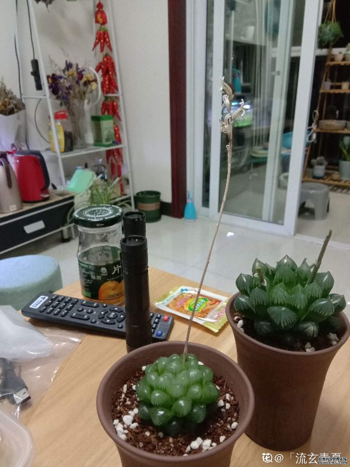 姬玉露