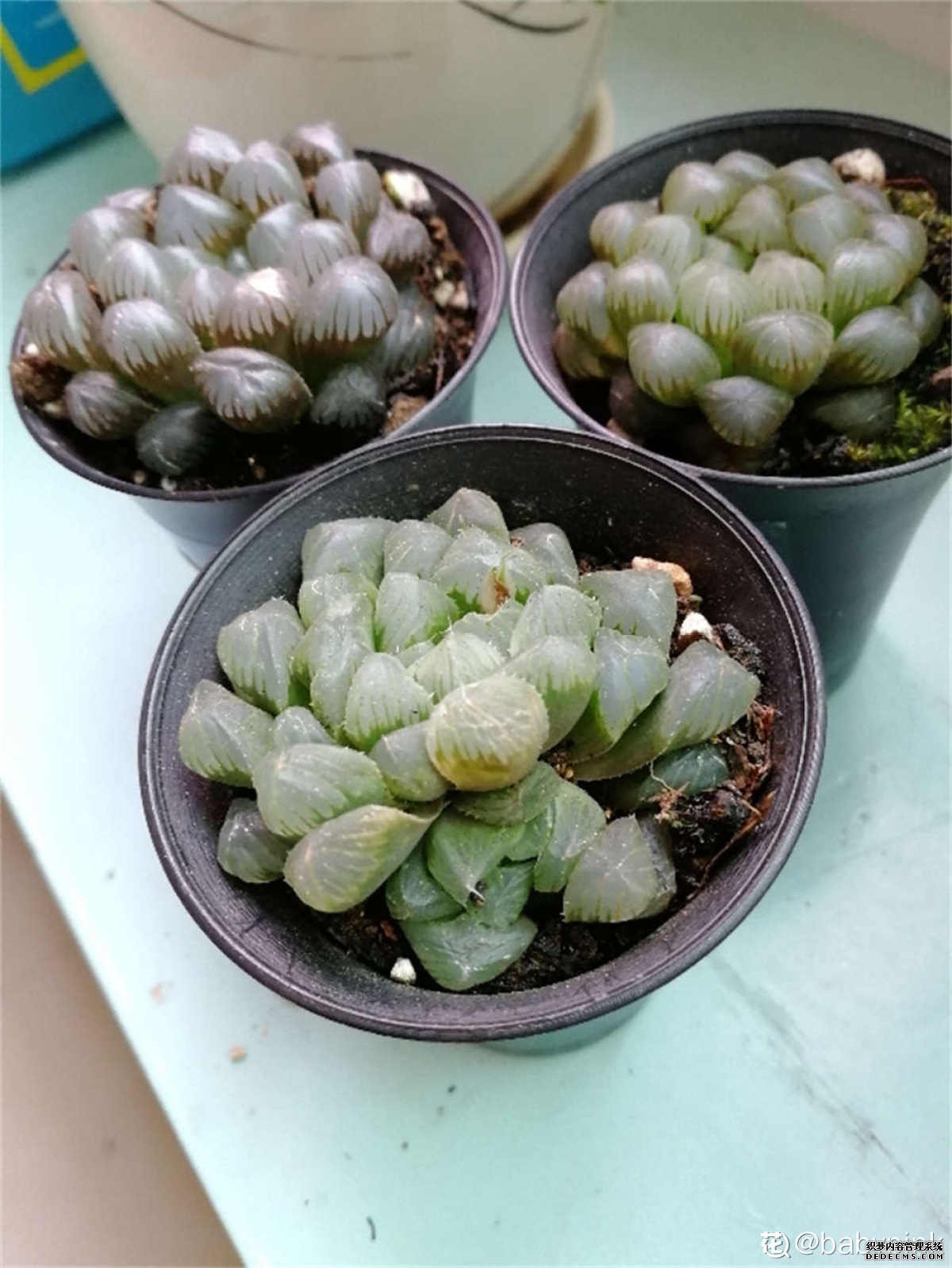 姬玉露的图片