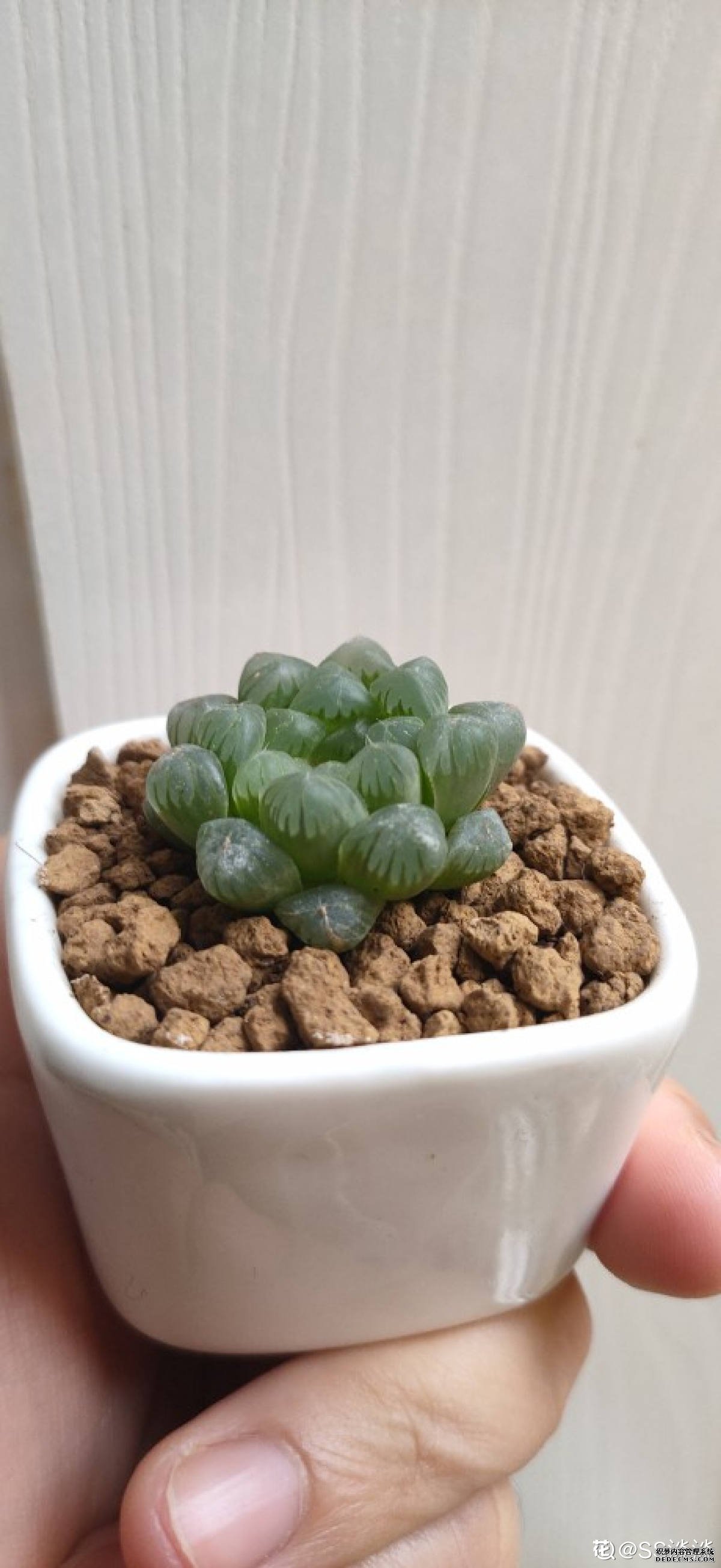 肤若凝脂，姬玉露