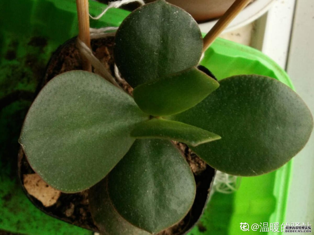 窗台边的燕子掌